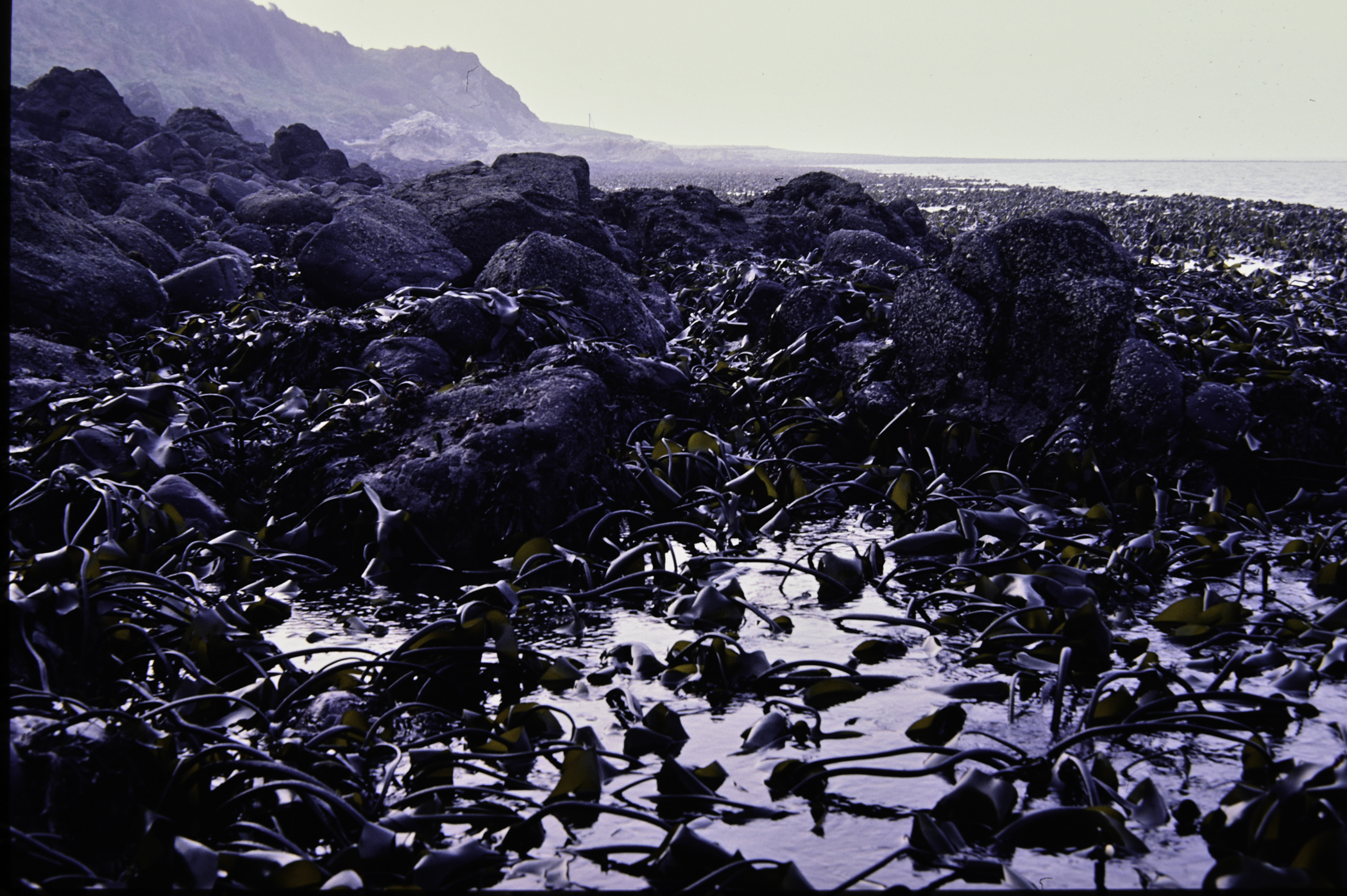 . Site: Chapman's Rock, NE Coast. 