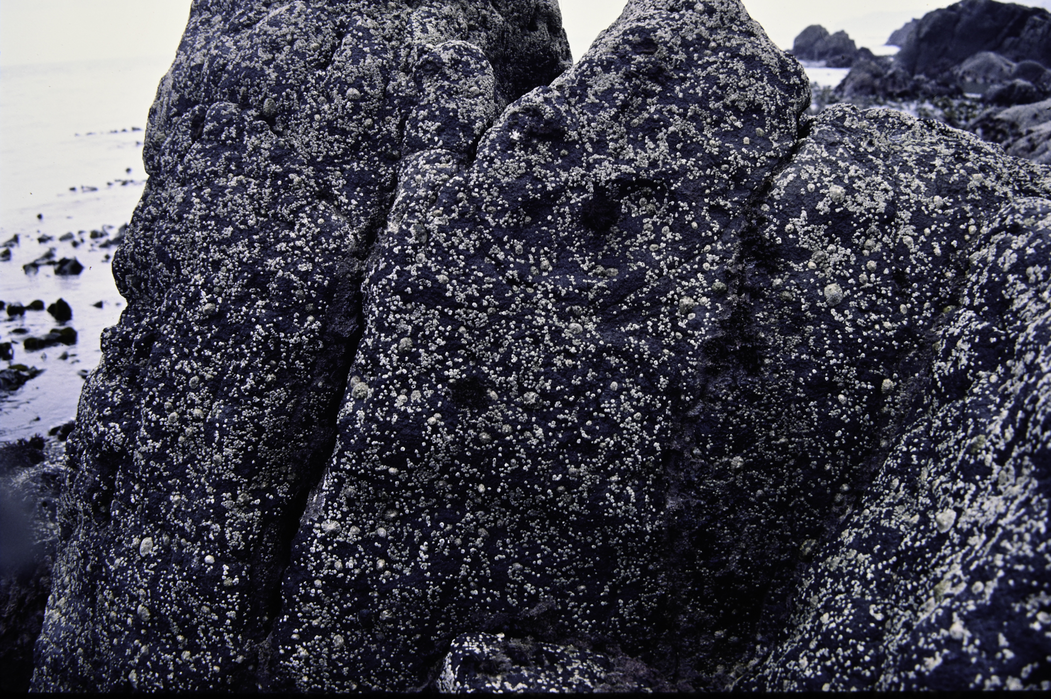 . Site: The Gobbins, NE Coast. 