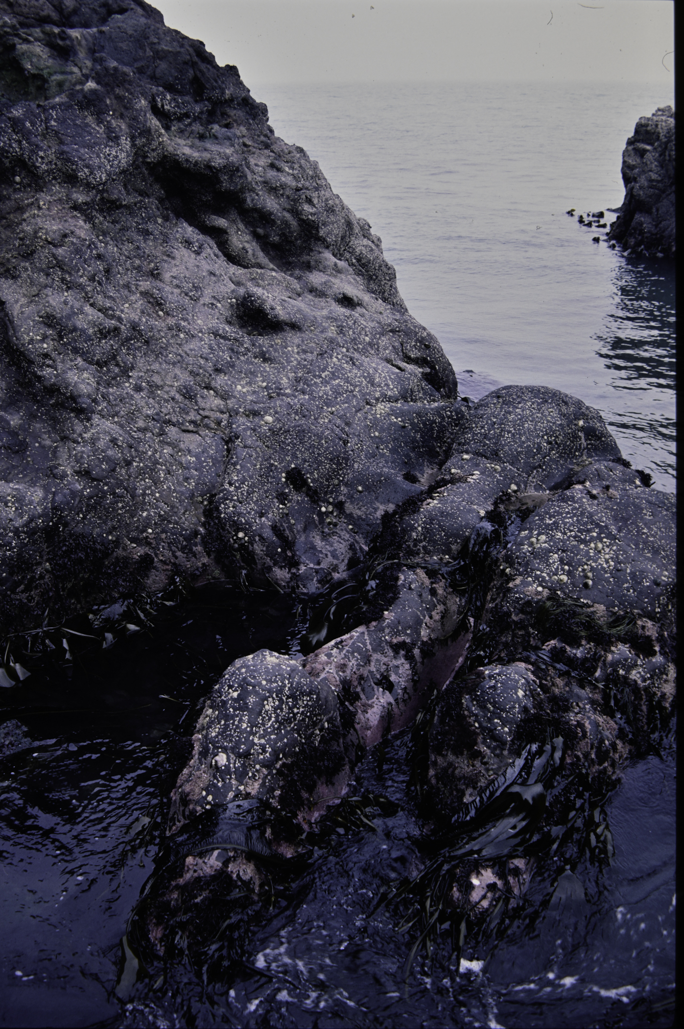 . Site: The Gobbins, NE Coast. 