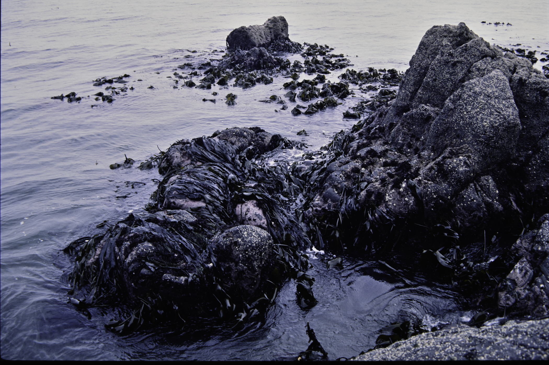 . Site: The Gobbins, NE Coast. 