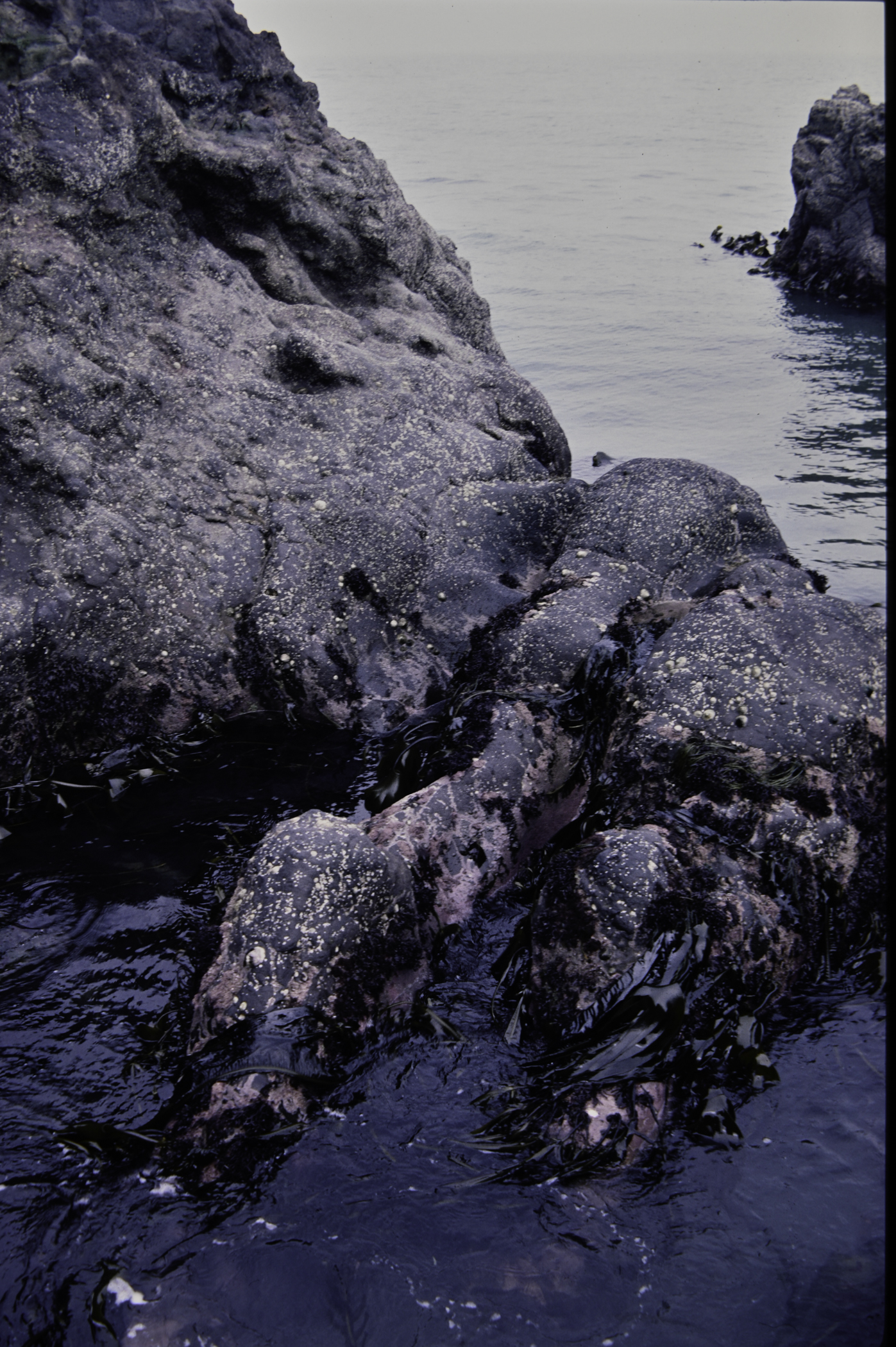 . Site: The Gobbins, NE Coast. 