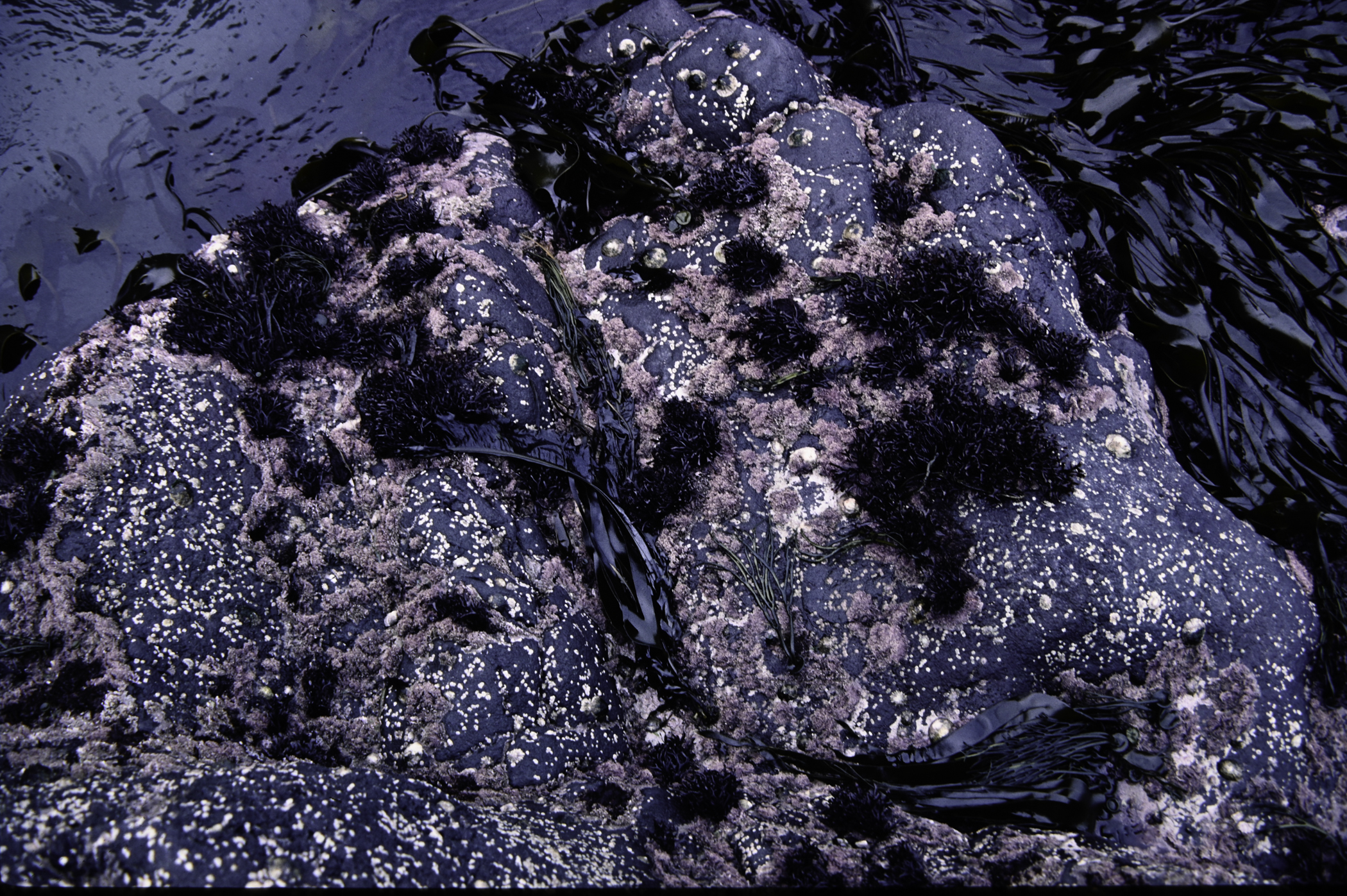 . Site: The Gobbins, NE Coast. 