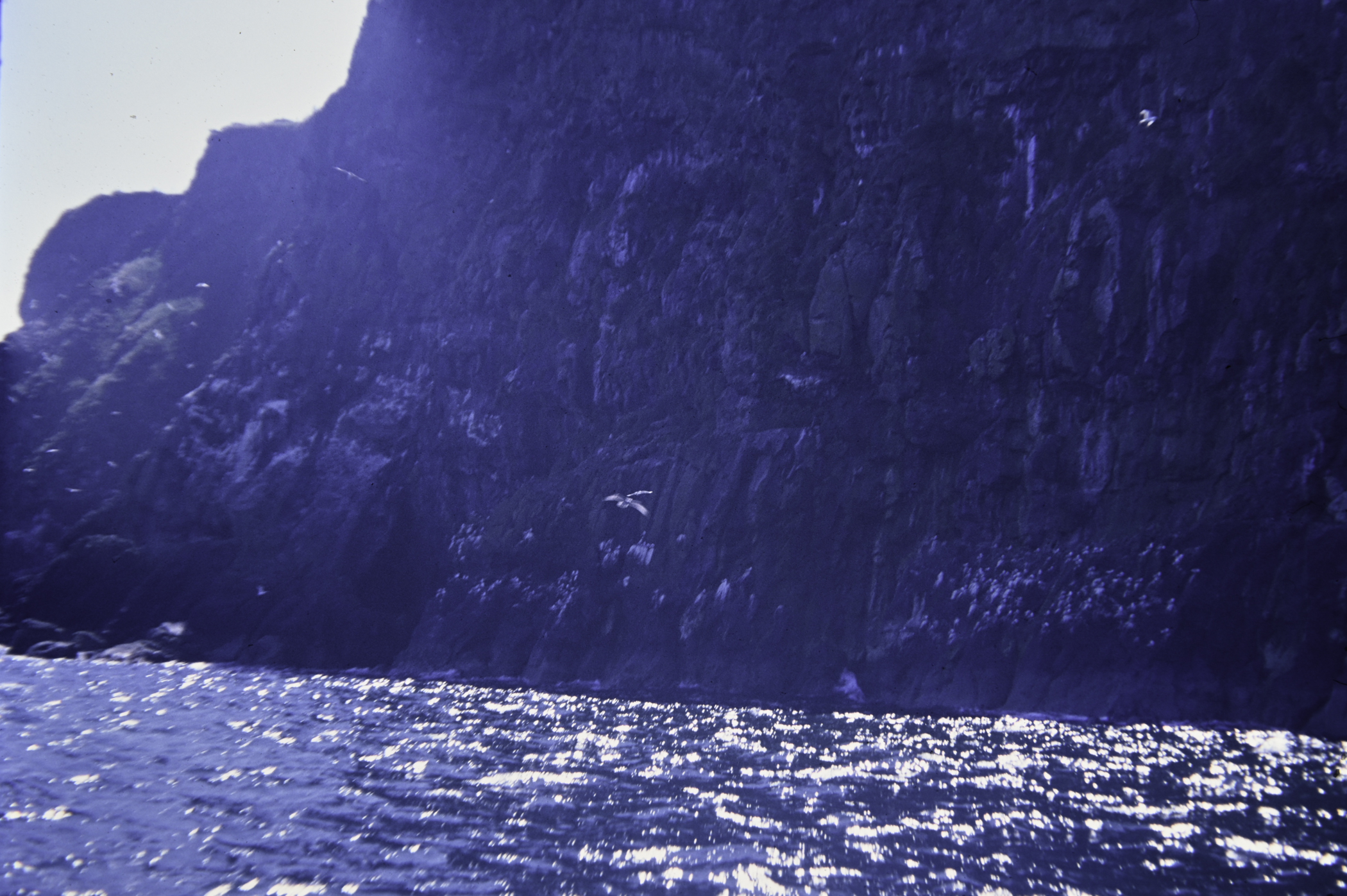 . Site: The Gobbins, NE Coast. 