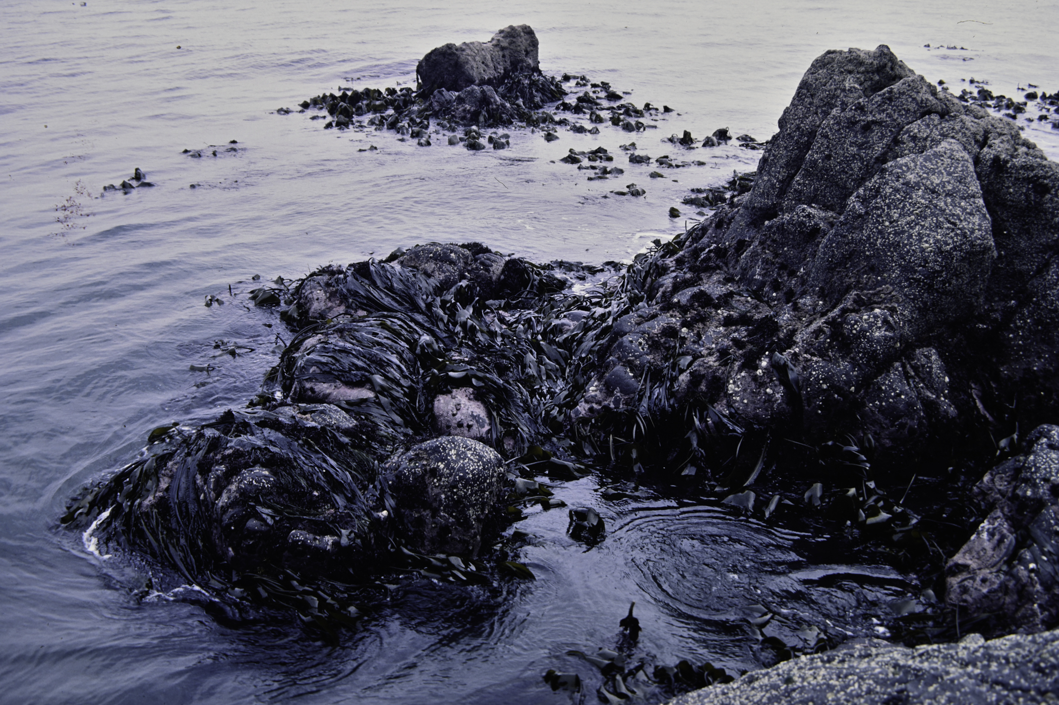 . Site: The Gobbins, NE Coast. 