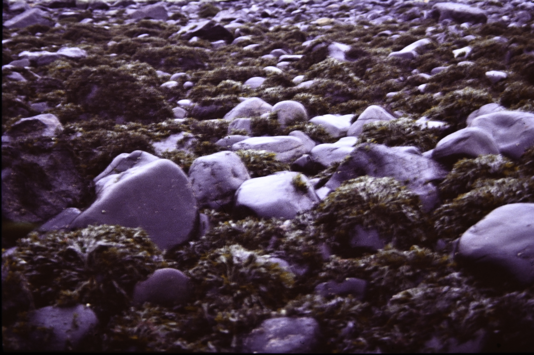 . Site: Marchburn Port, NE Coast. 