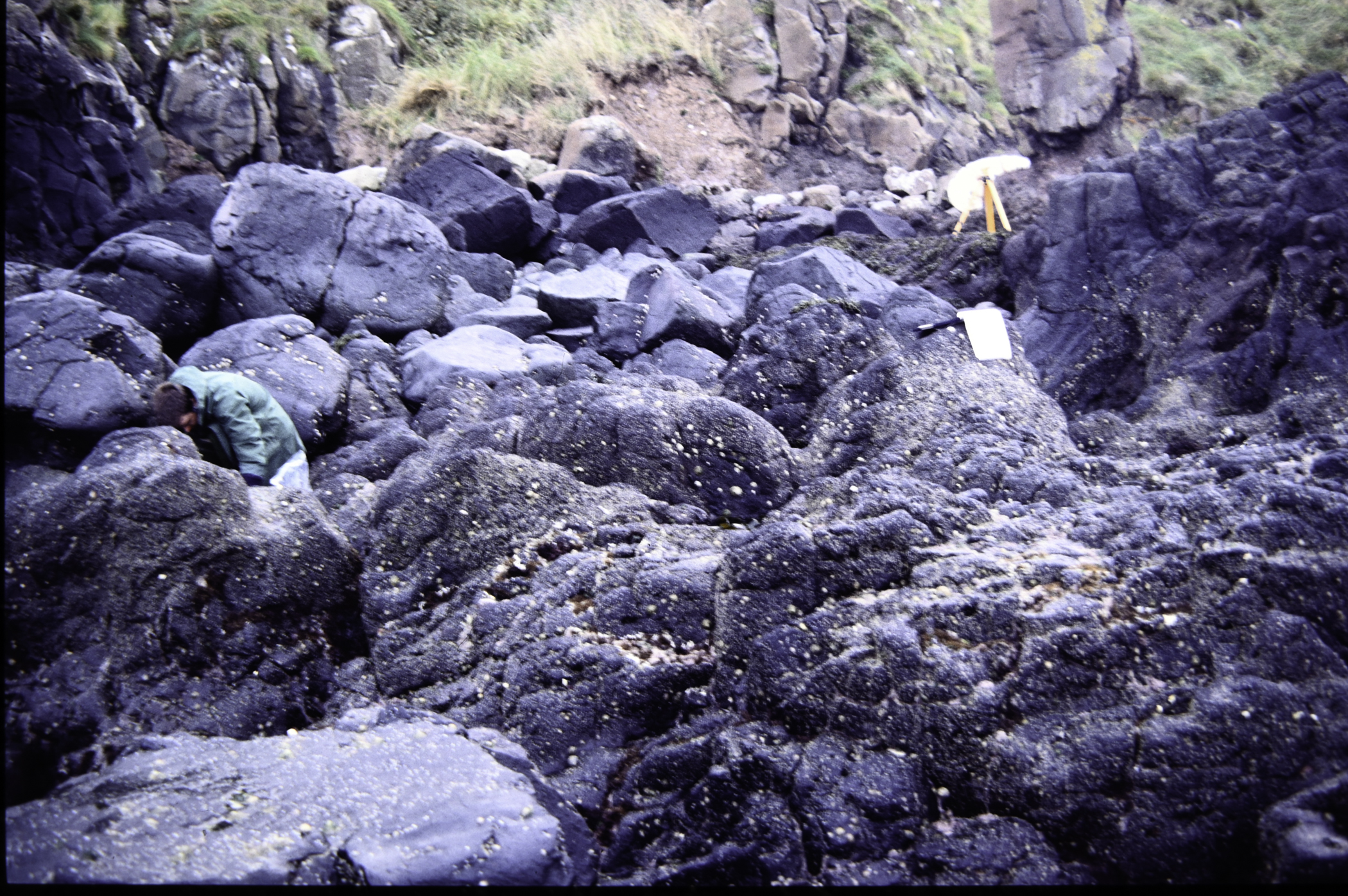 . Site: Black Head (east), NE Coast. 