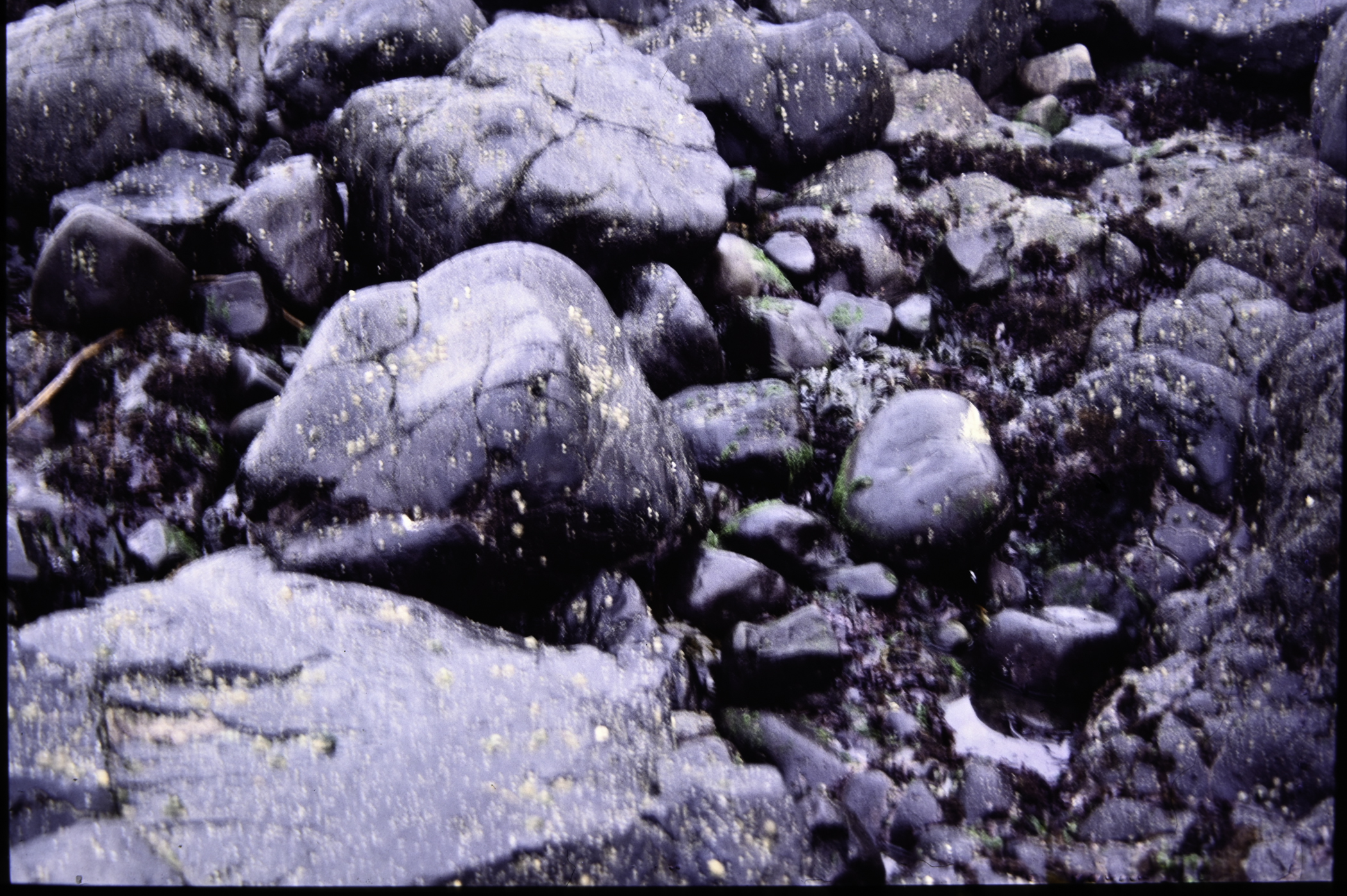 . Site: Black Head (east), NE Coast. 