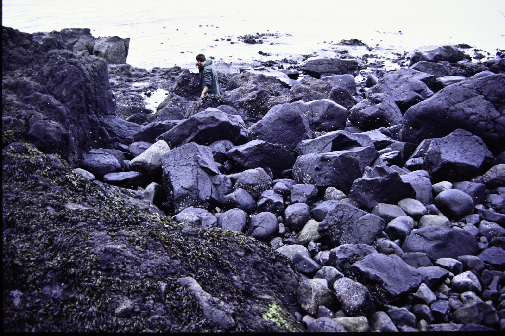 . Site: Black Head (east), NE Coast. 