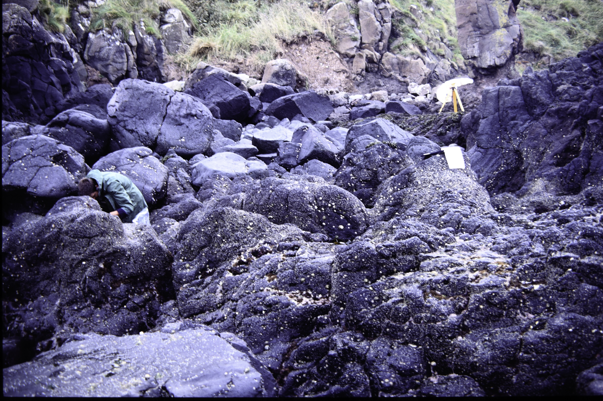 . Site: Black Head (east), NE Coast. 