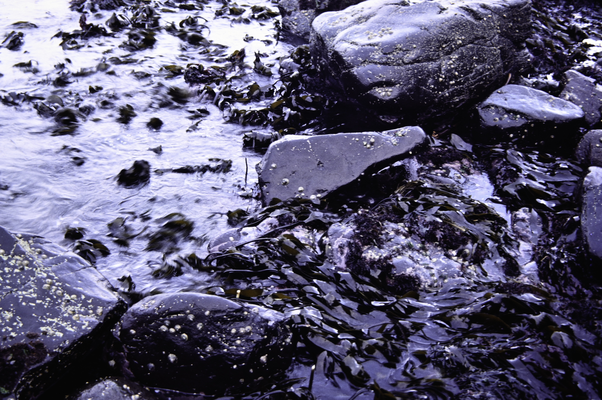 . Site: Black Head (east), NE Coast. 