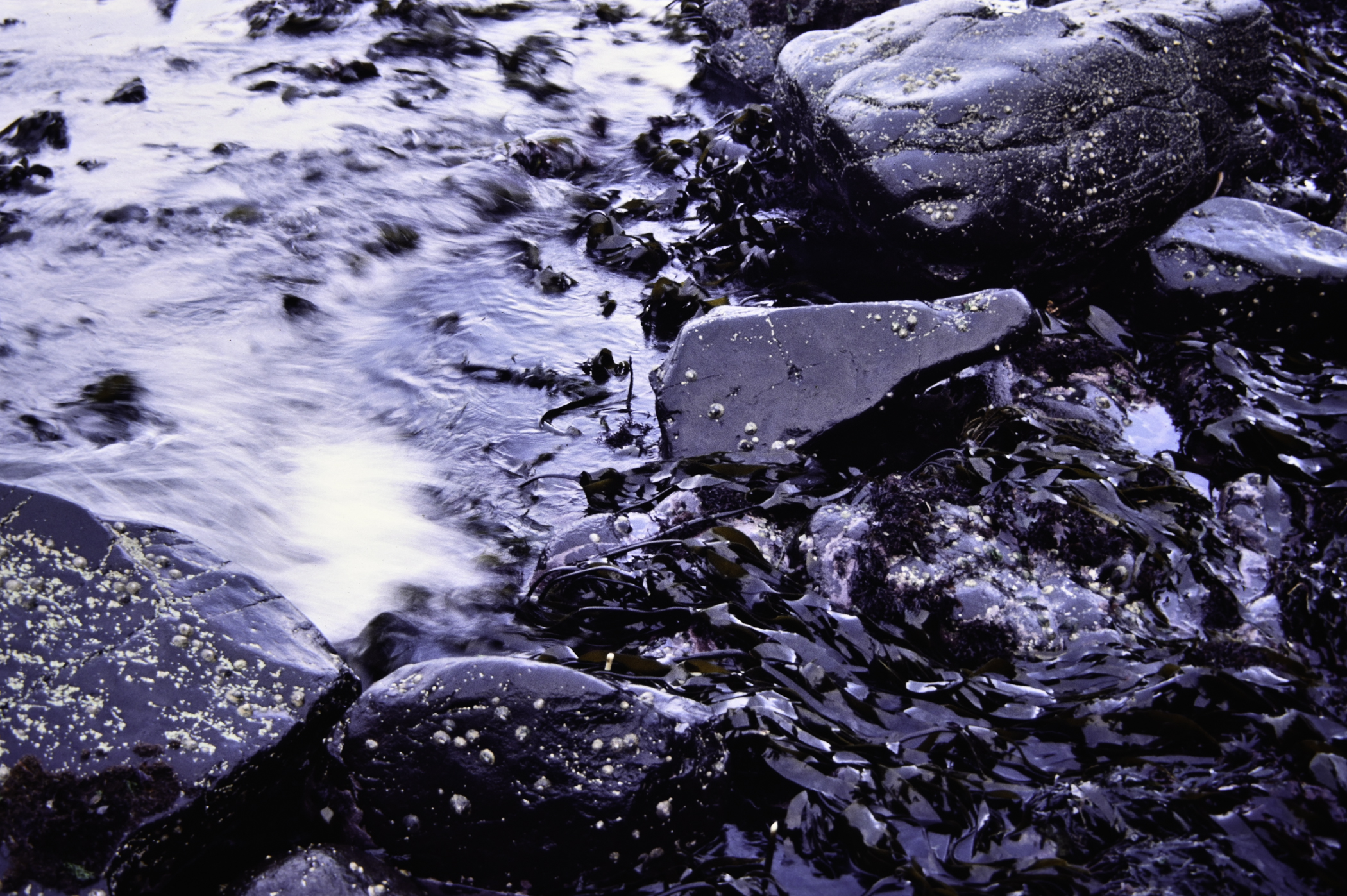 . Site: Black Head (east), NE Coast. 