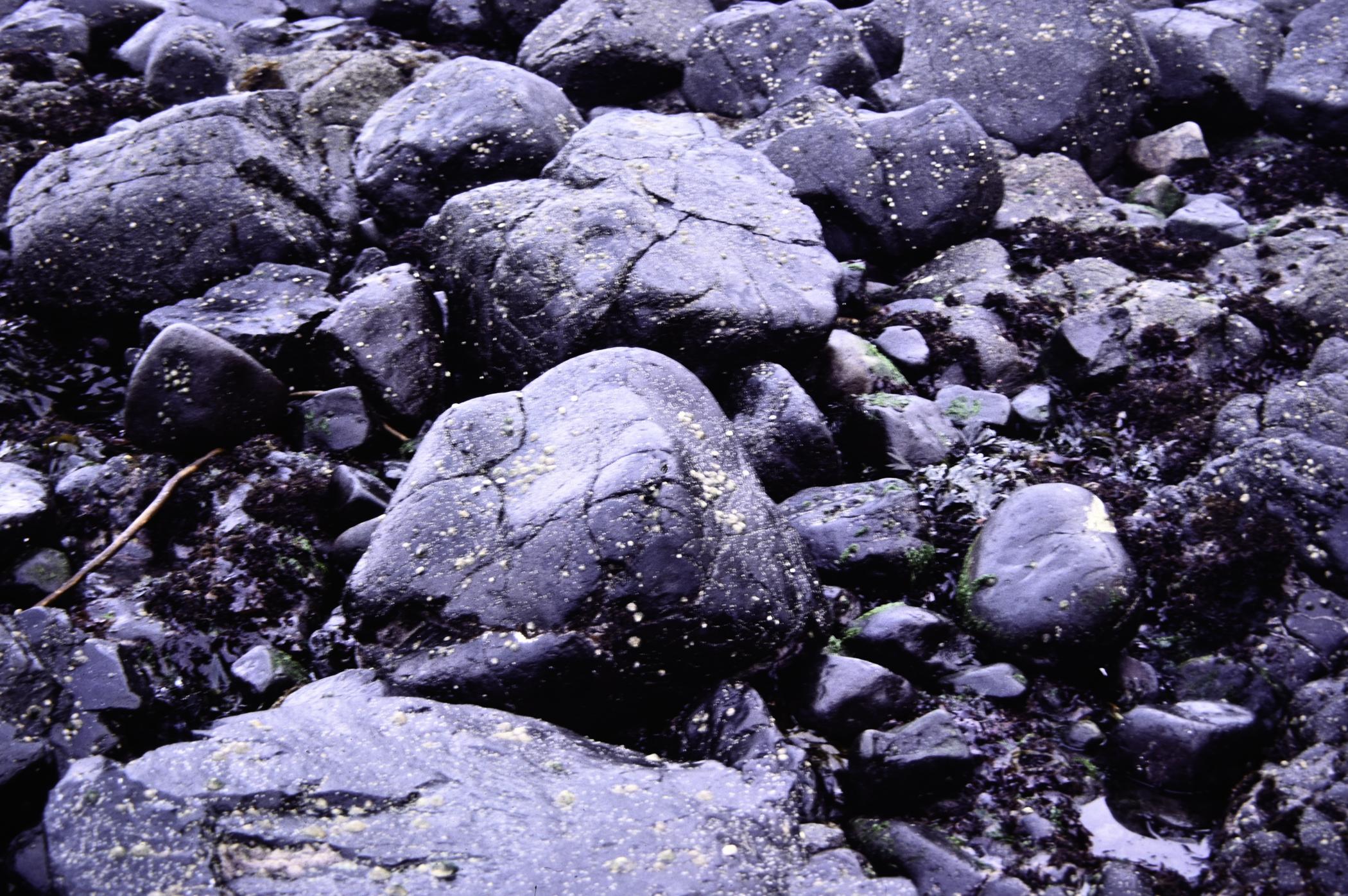 . Site: Black Head (east), NE Coast. 