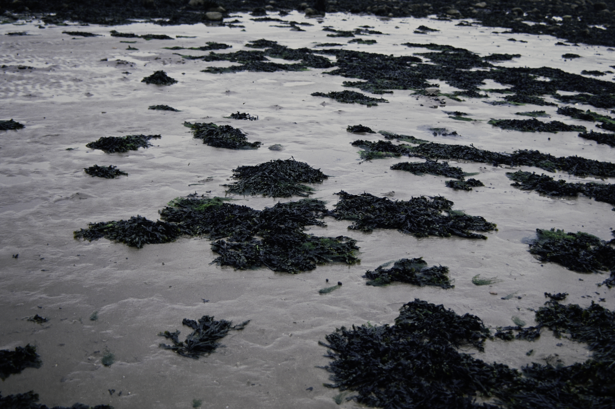 . Site: Loughshore Park, Belfast Lough. 