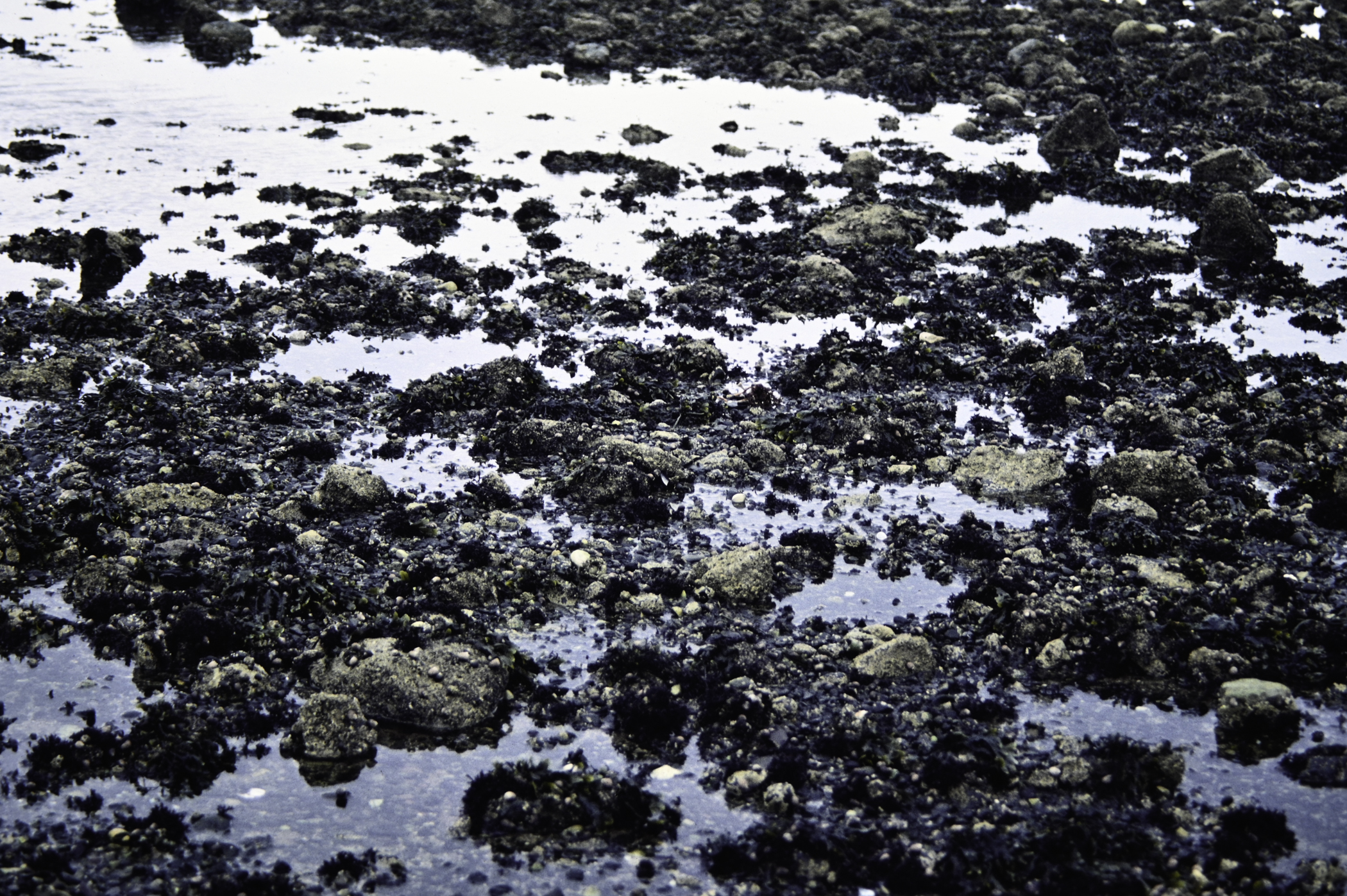 . Site: Loughshore Park, Belfast Lough. 