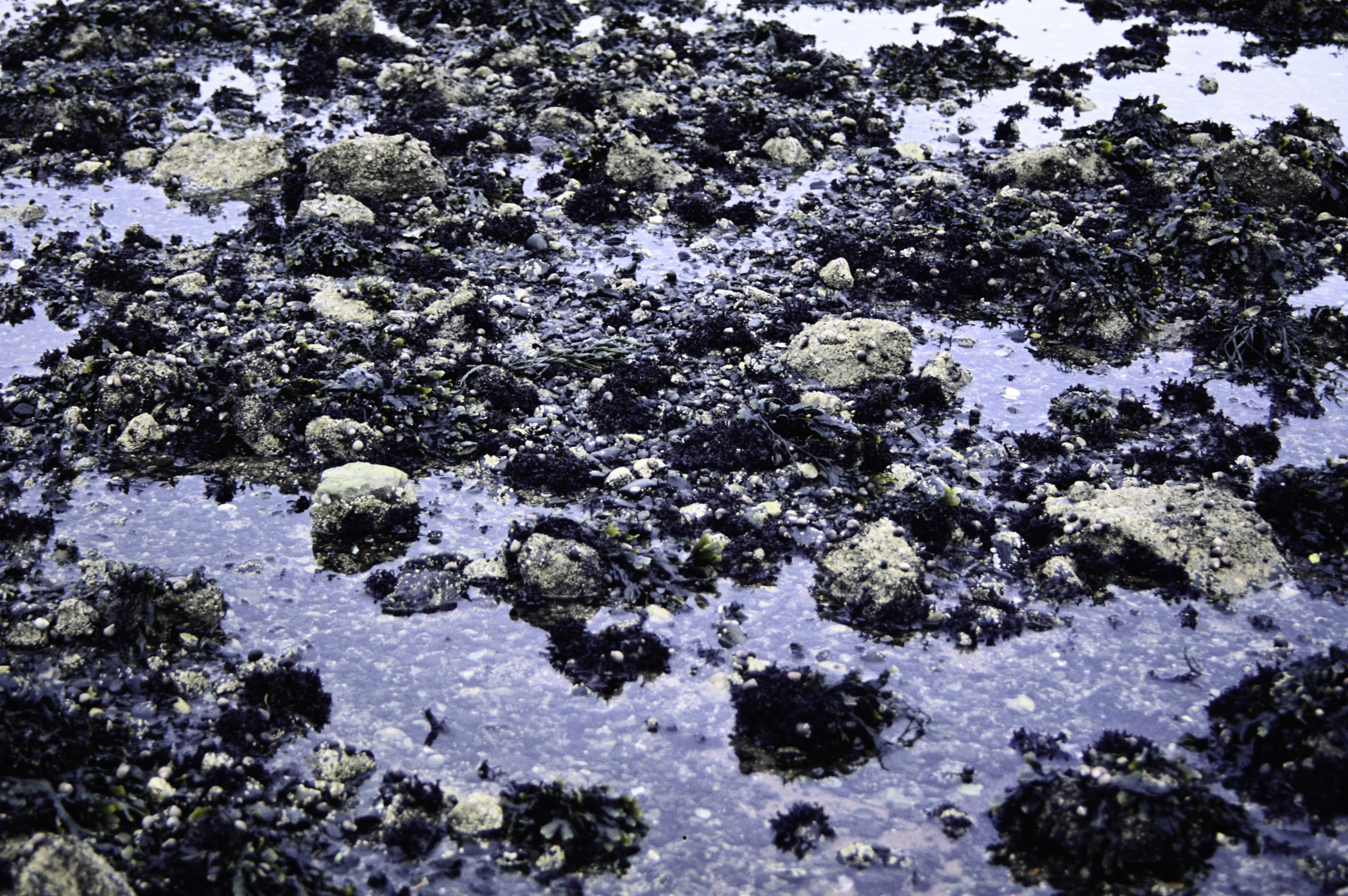 . Site: Loughshore Park, Belfast Lough. 