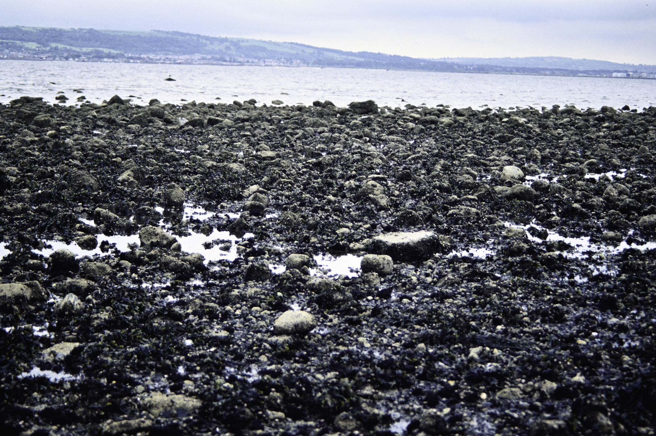 . Site: Loughshore Park, Belfast Lough. 