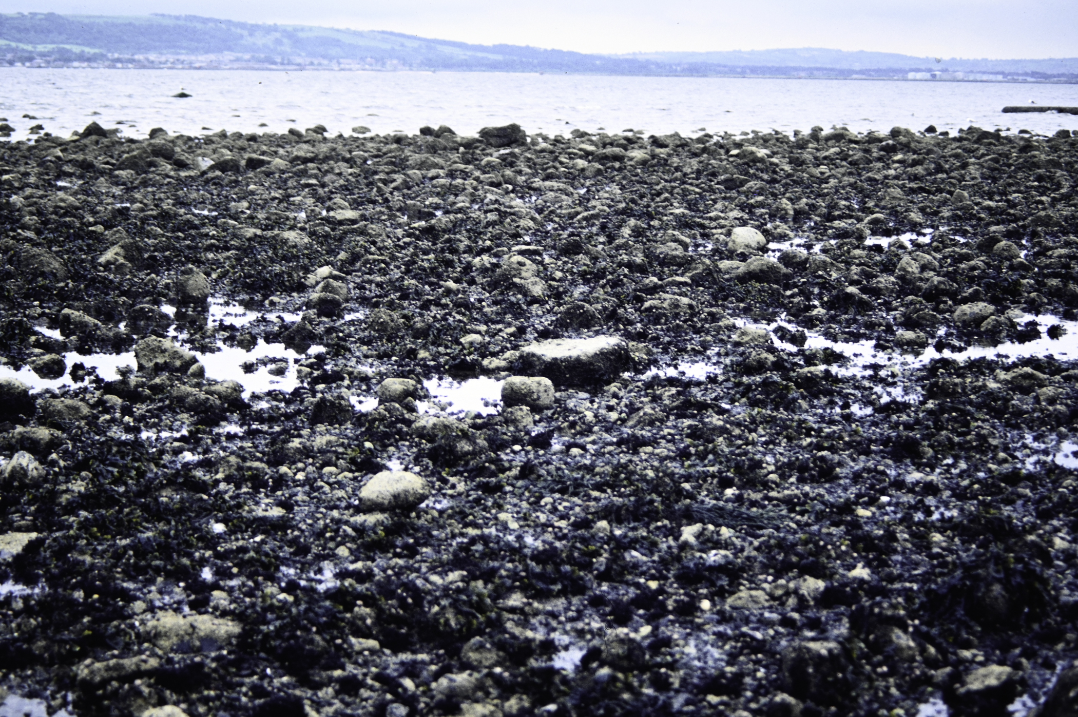 . Site: Loughshore Park, Belfast Lough. 