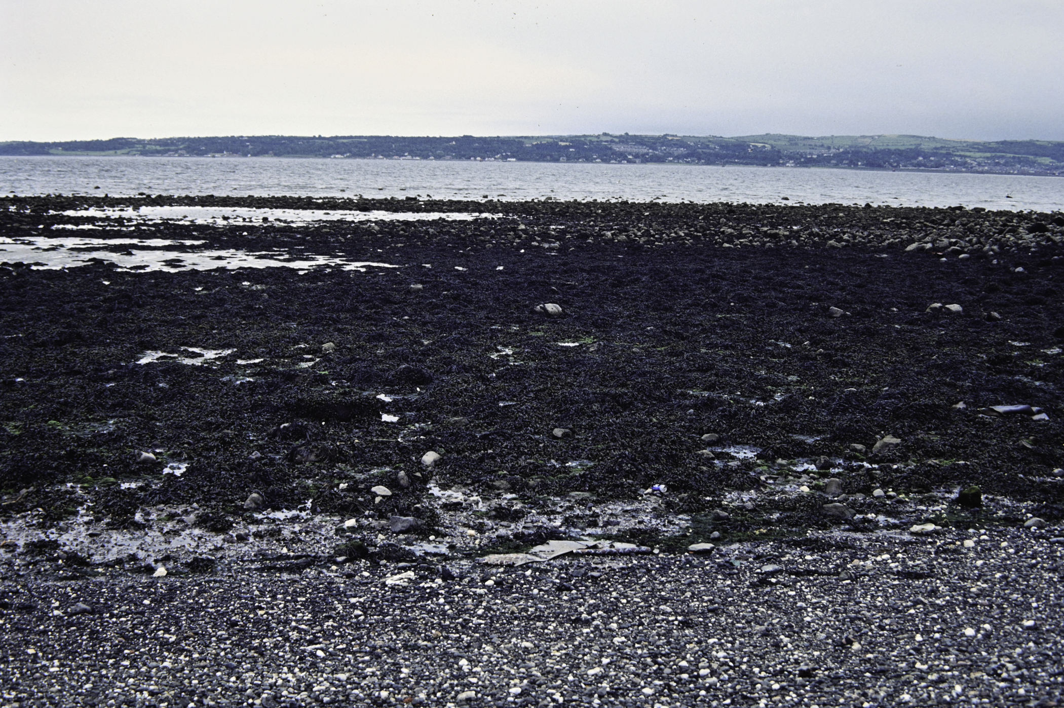 . Site: Loughshore Park, Belfast Lough. 