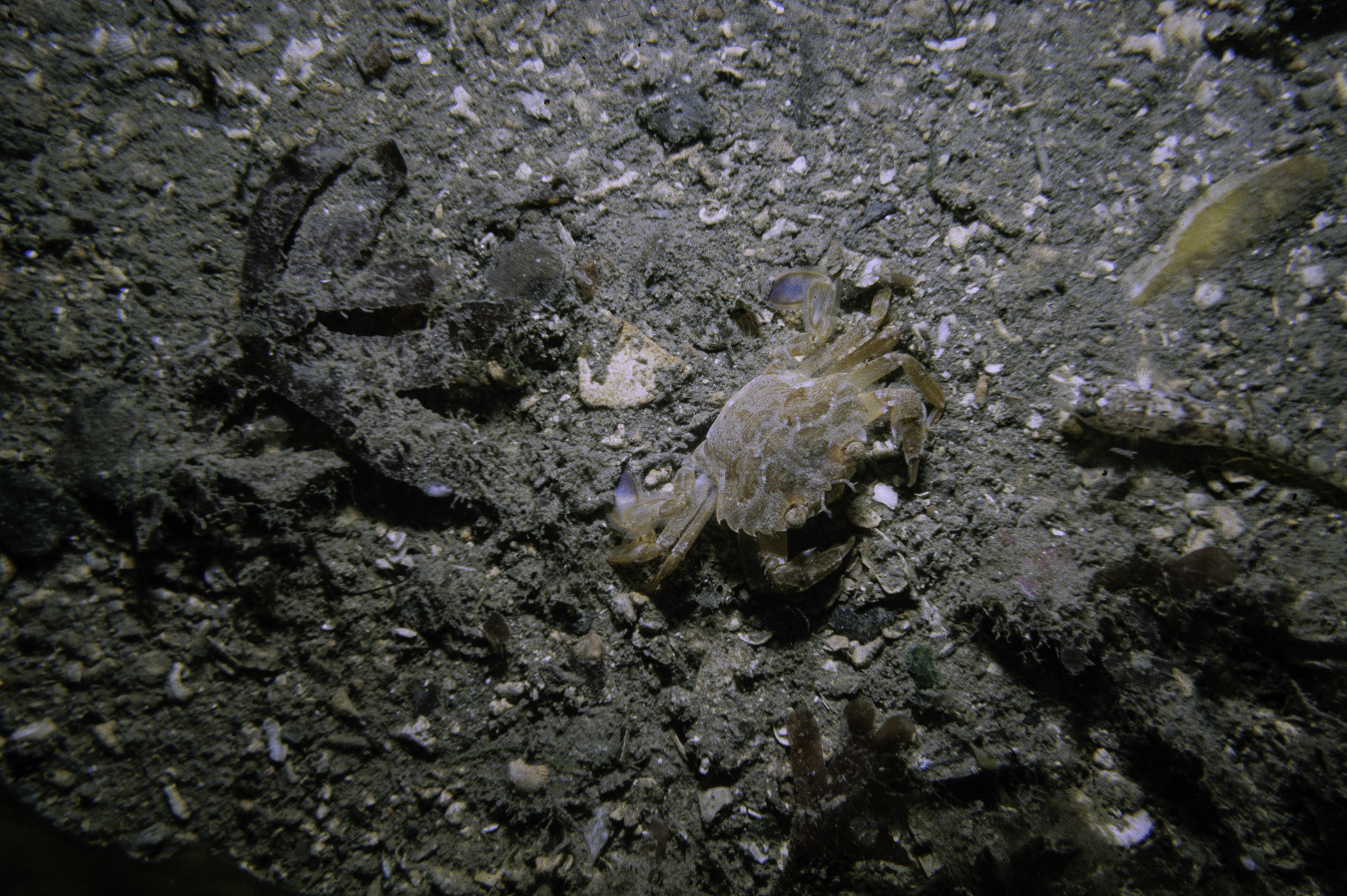 Polybius depurator, Pomatoschistus pictus, Stenogramme interrupta. Site: Ballyhenry Bay, Strangford Lough. 