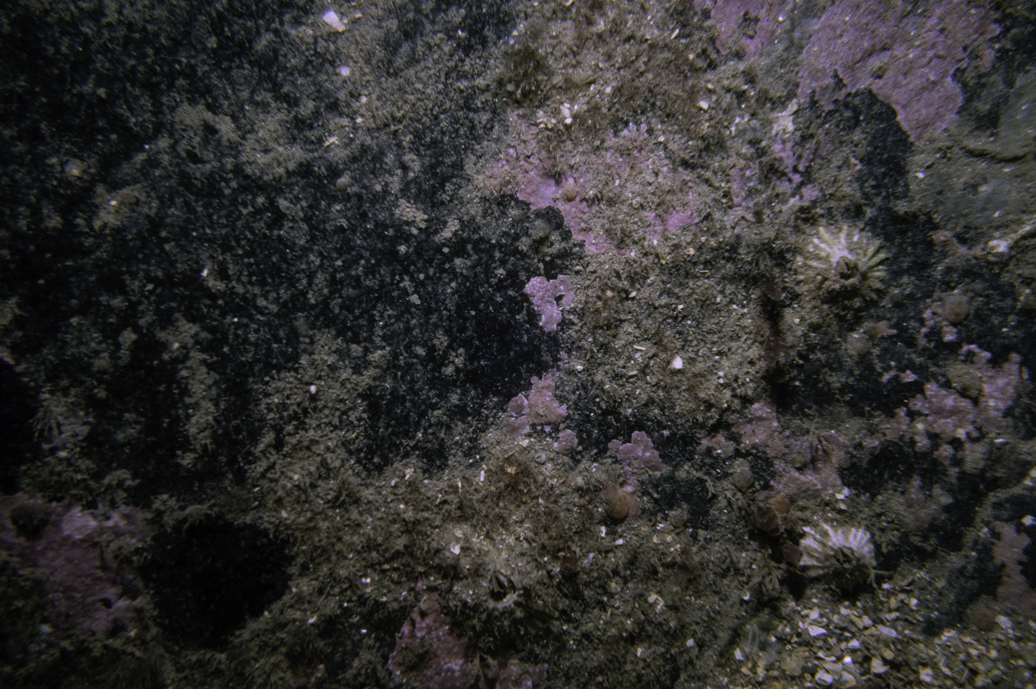 Balanus crenatus, Dendrodoa sp.. Site: Ballyhenry Bay, Strangford Lough. 