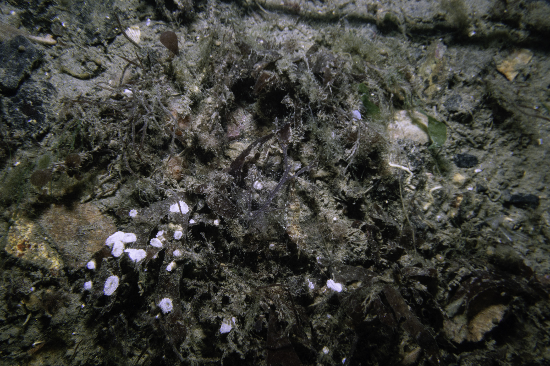 Didemnidae sp.. Site: Ballyhenry Bay, Strangford Lough. 