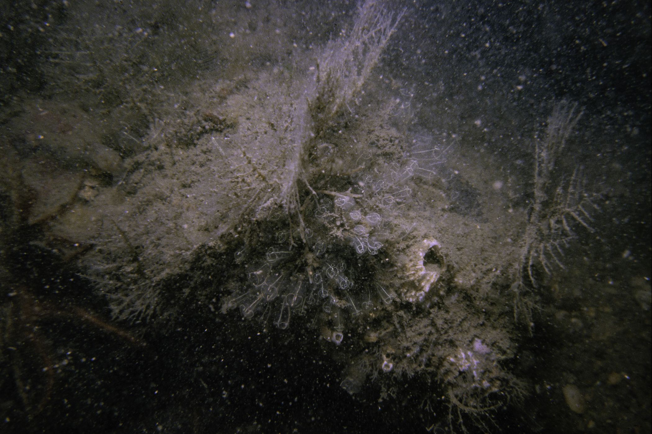 Clavelina lepadiformis, Halecium sp.. Site: Marlfield Bay, Strangford Lough. 