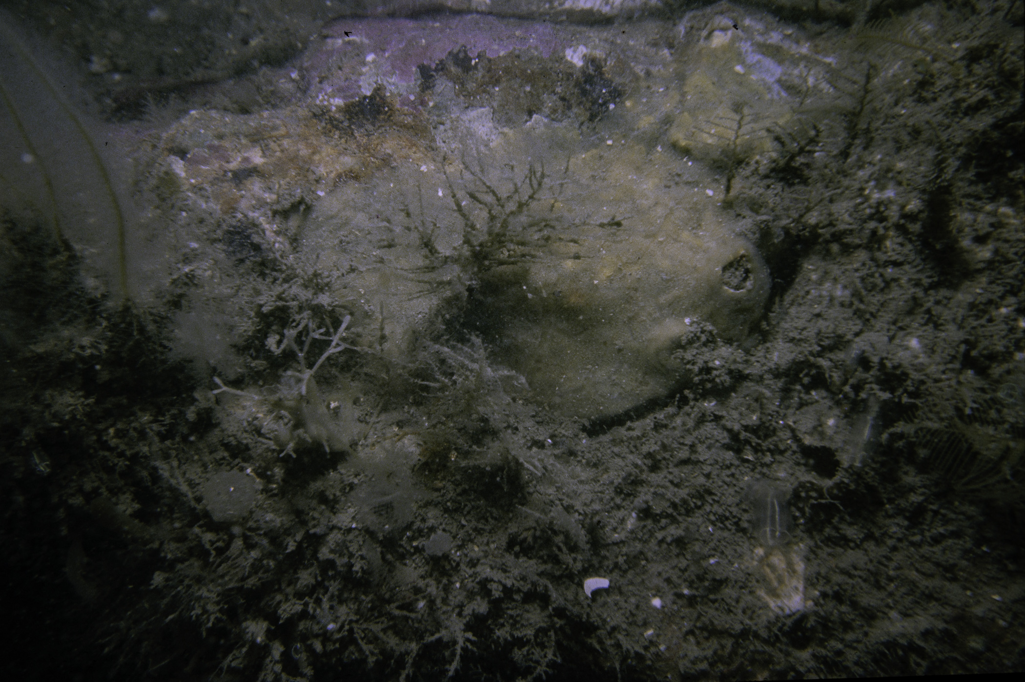 Nemertesia antennina, Cellaria fistulosa, Halecium sp.. Site: Marlfield Bay, Strangford Lough. 