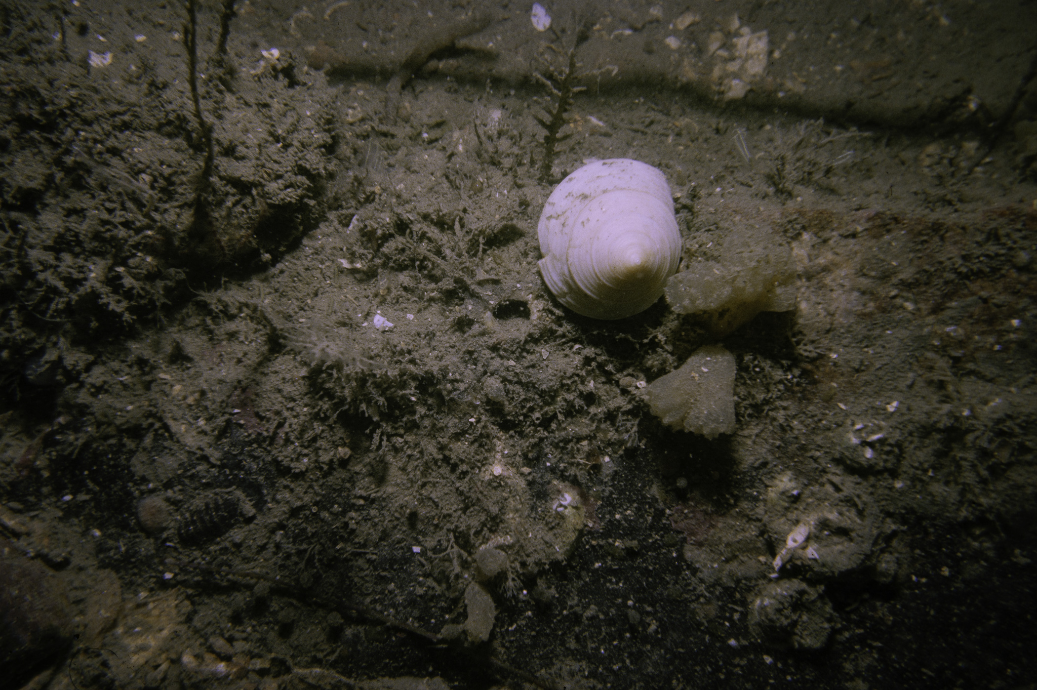 Calliostoma zizyphinum, Polyclinum aurantium. Site: Marlfield Bay, Strangford Lough. 