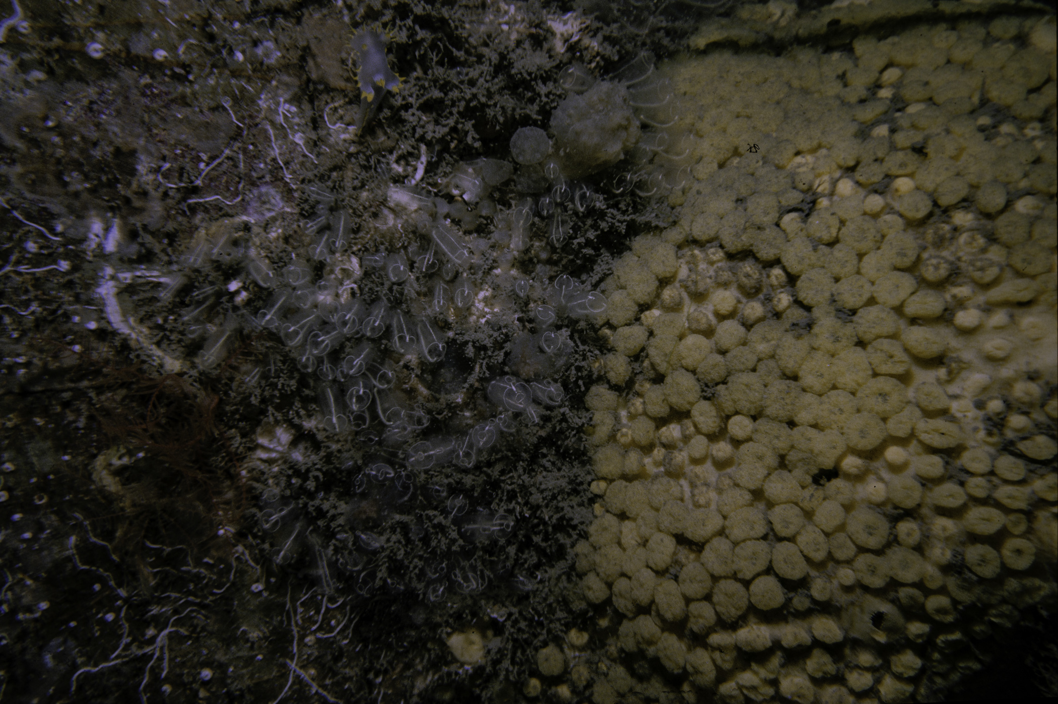 Polycera faeroensis, Polyclinum aurantium, Clavelina lepadiformis, Cliona sp.. Site: Marlfield Bay, Strangford Lough. 