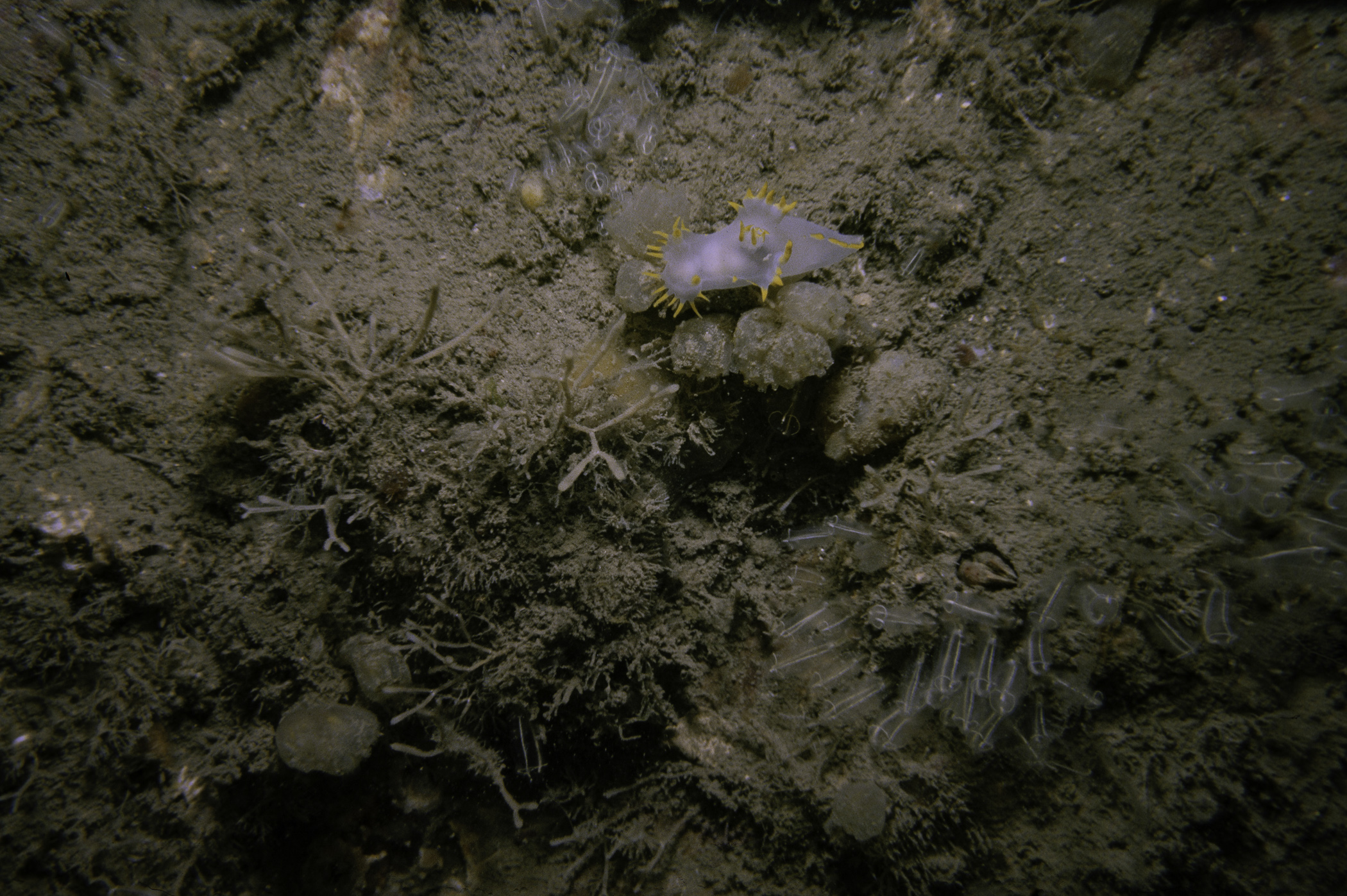 Polycera faeroensis, Cellaria fistulosa, Clavelina lepadiformis. Site: Marlfield Bay, Strangford Lough. 