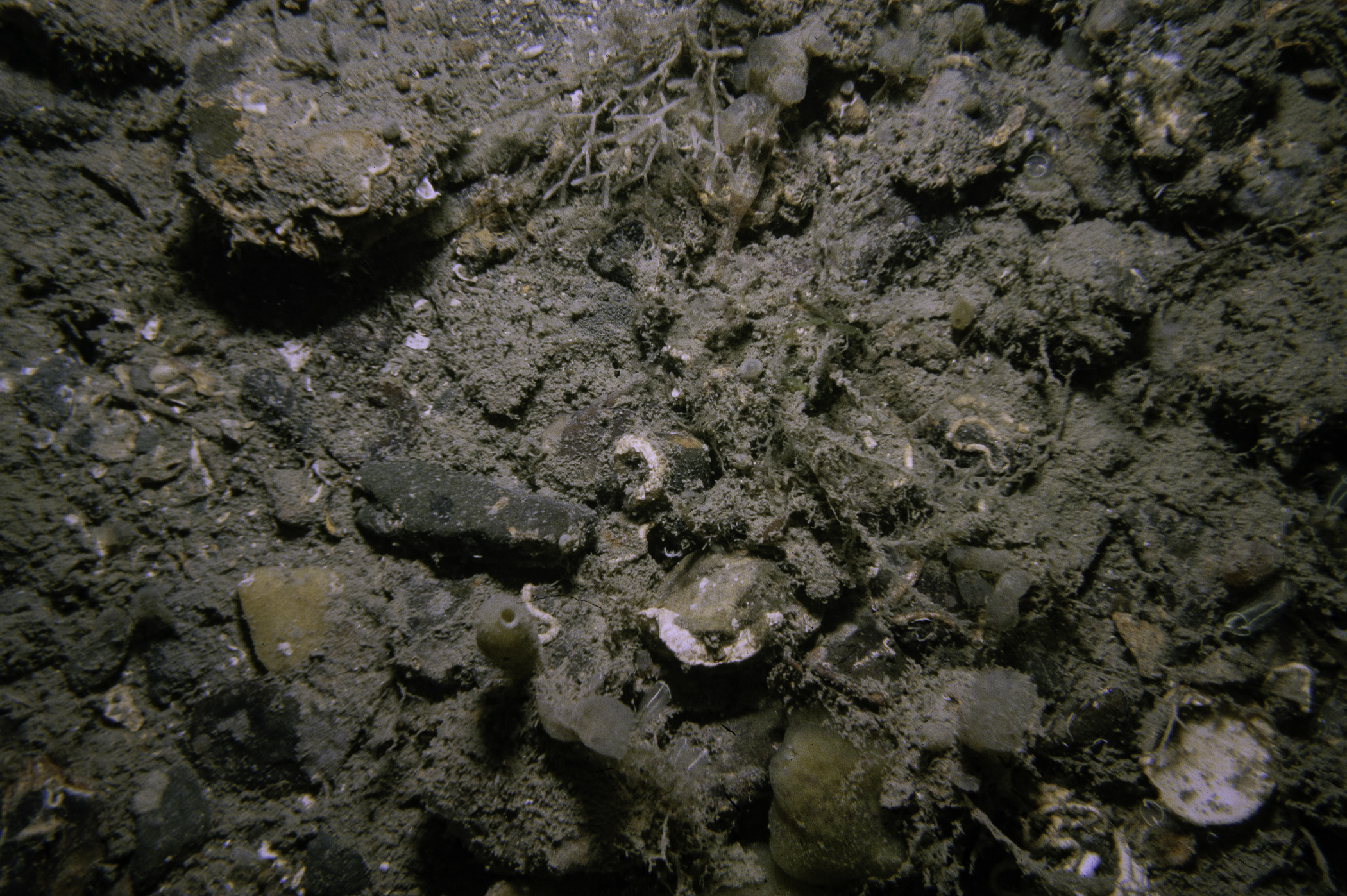 Cellaria fistulosa, Clavelina lepadiformis, Sycon sp.. Site: Marlfield Bay, Strangford Lough. 
