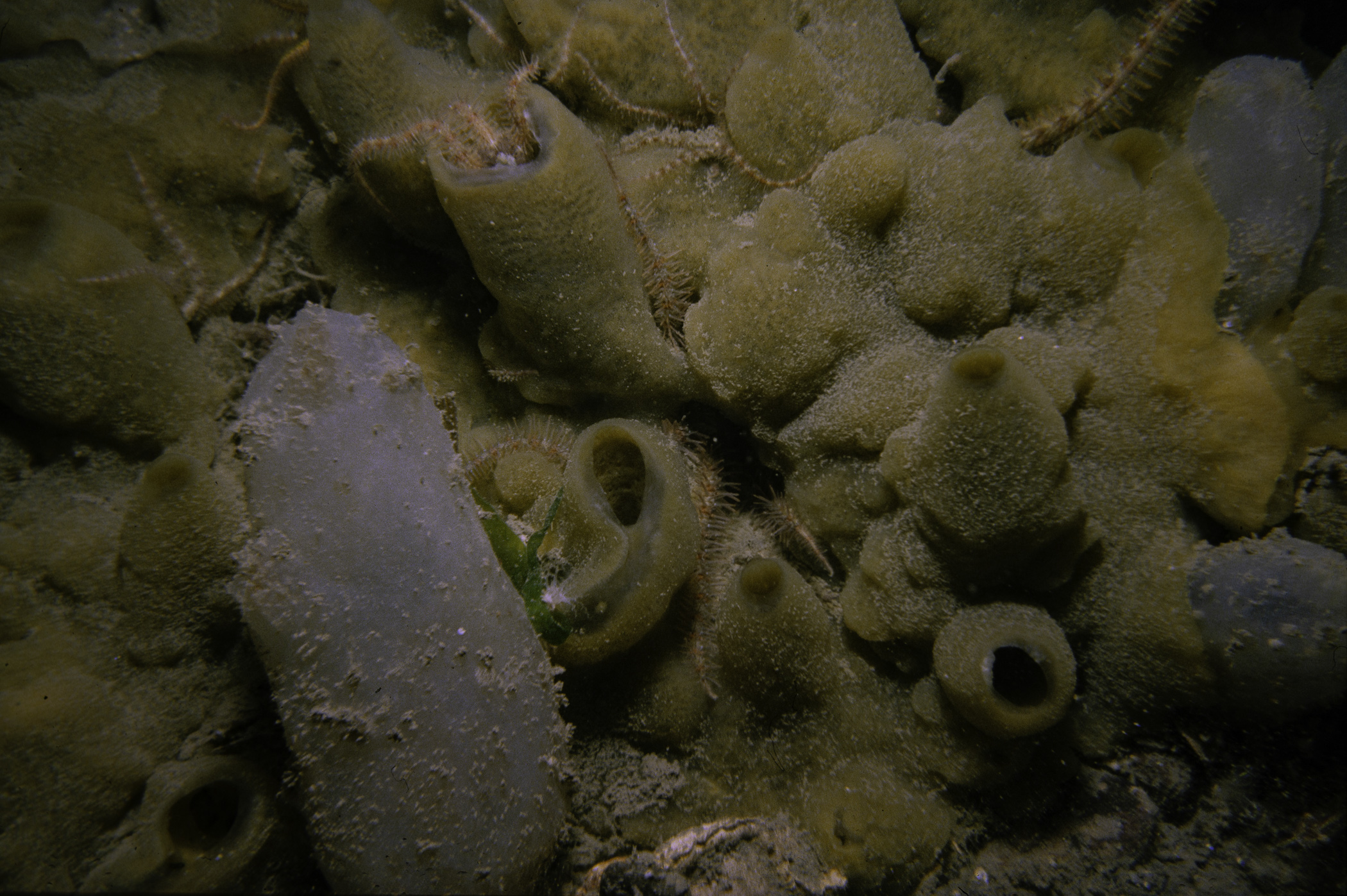 Halichondria panicea, Ophiothrix fragilis, Ascidiella aspersa. Site: Marlfield Bay, Strangford Lough. 