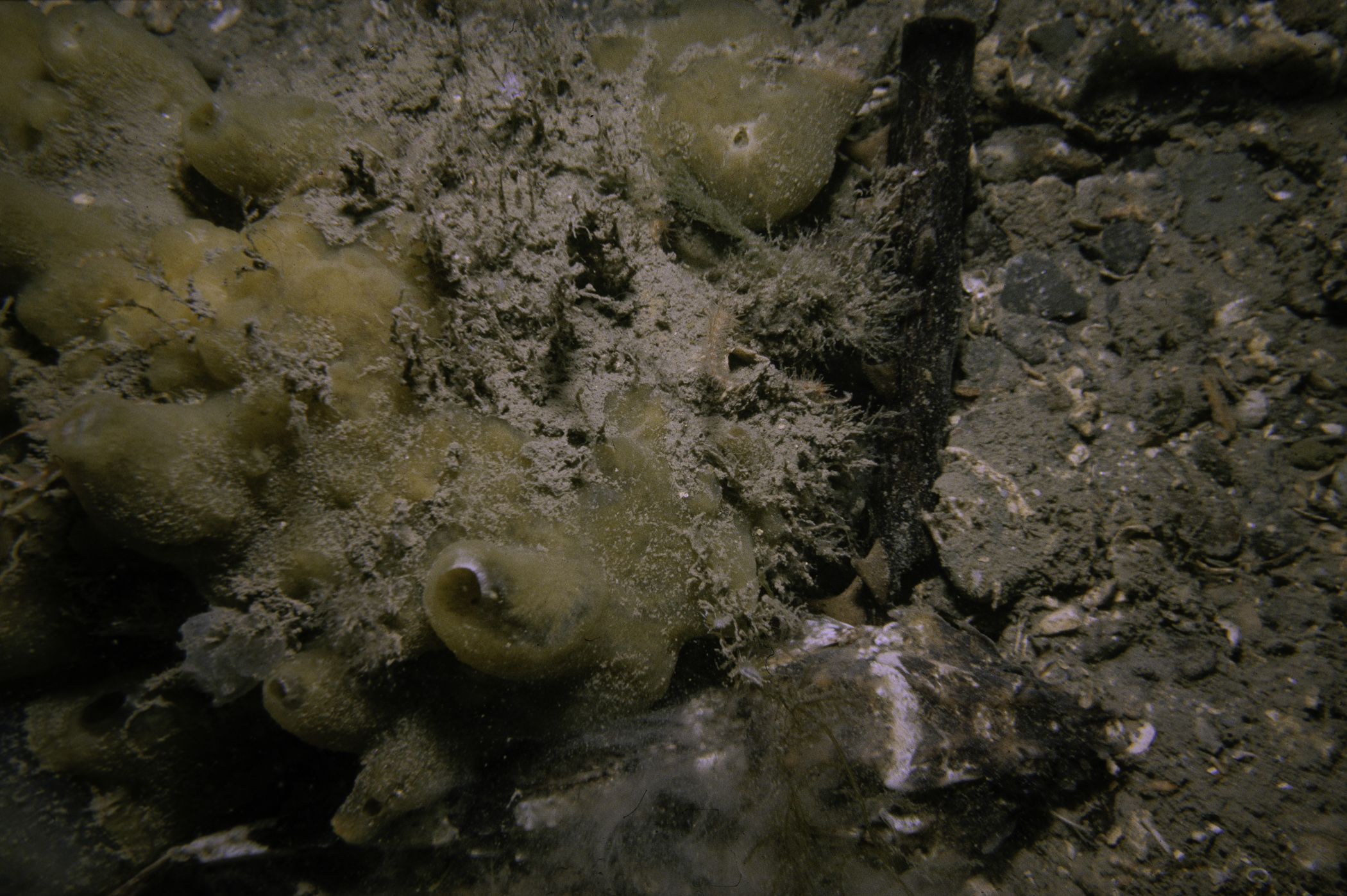 Halichondria panicea. Site: Marlfield Bay, Strangford Lough. 