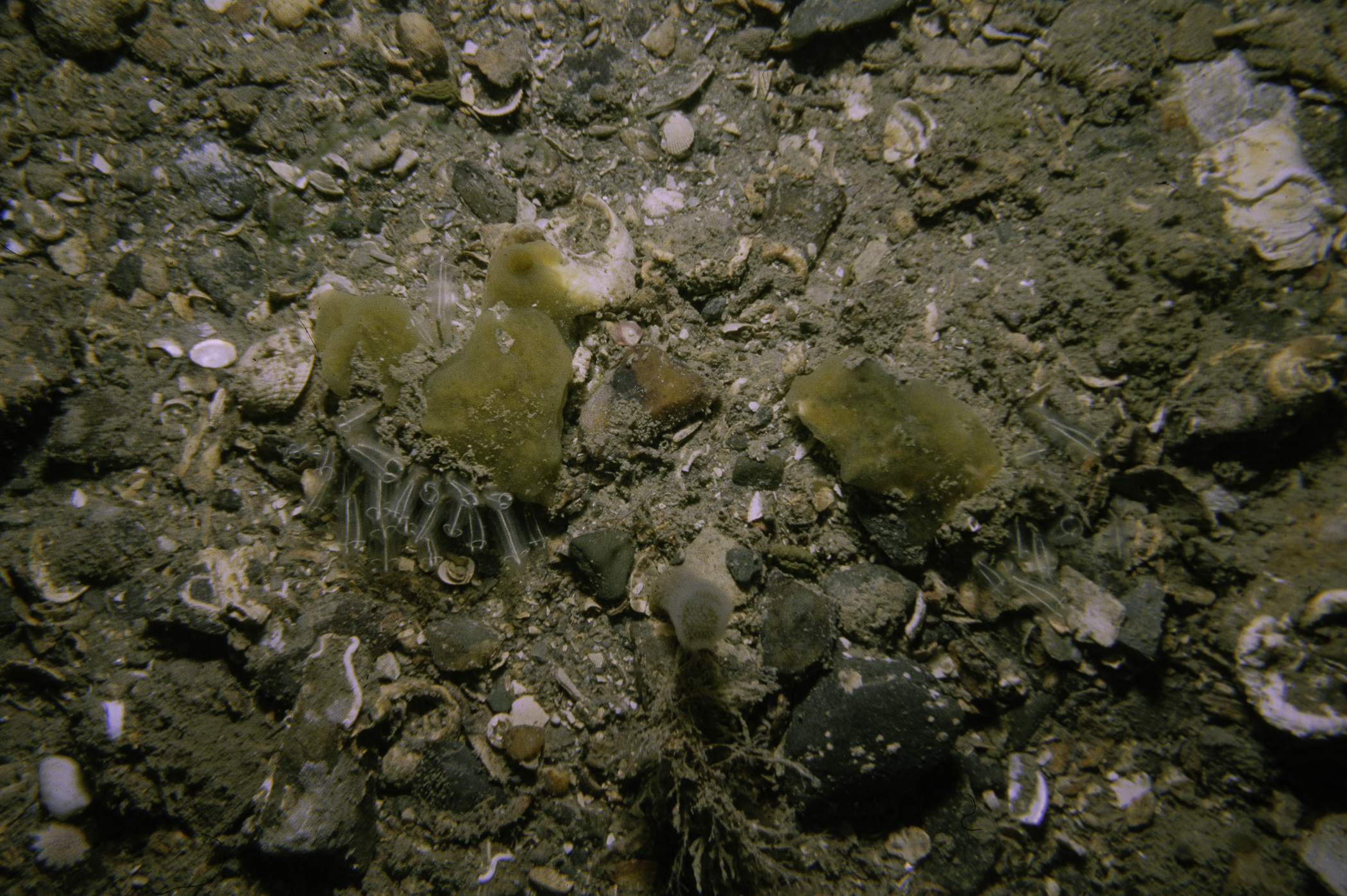 Halichondria panicea, Alcyonidium diaphanum, Clavelina lepadiformis. Site: Marlfield Bay, Strangford Lough. 
