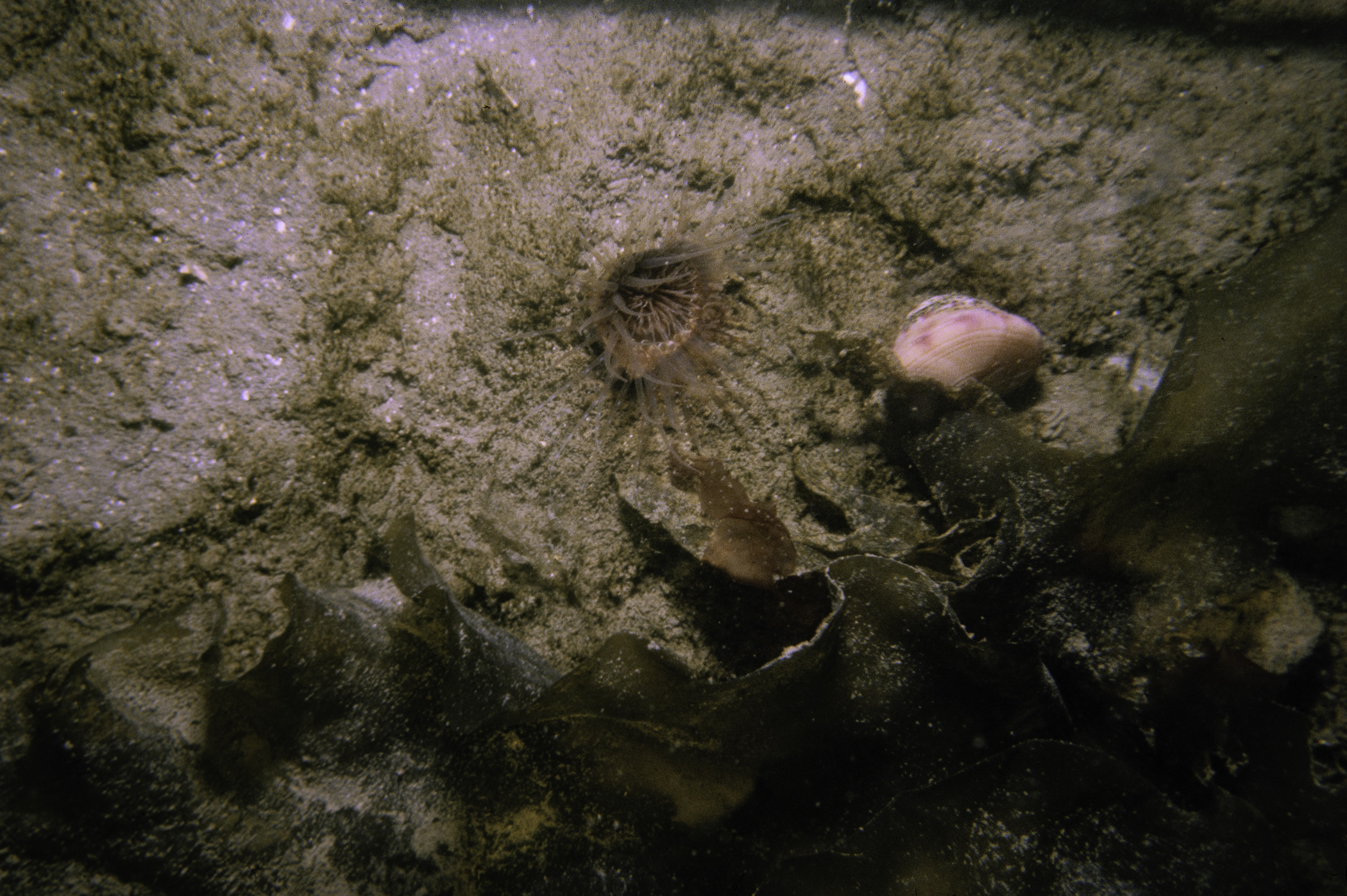 Synarachnactis lloydii, Calliostoma zizyphinum, Laminaria saccharina. Site: Dunnyneill Island, Strangford Lough. 