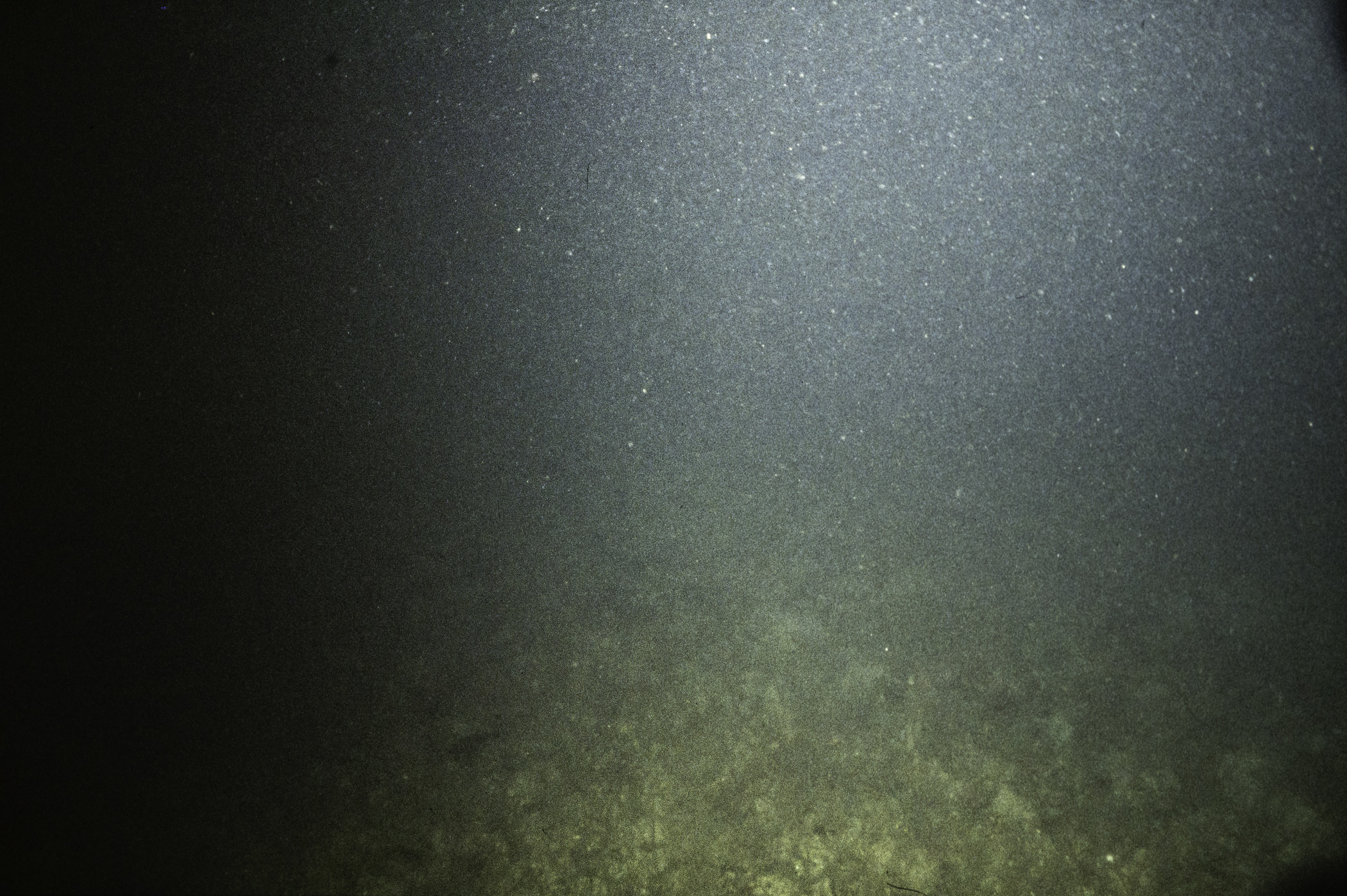 Ophiothrix fragilis. Site: Neil's Reef, Strangford Lough. 
