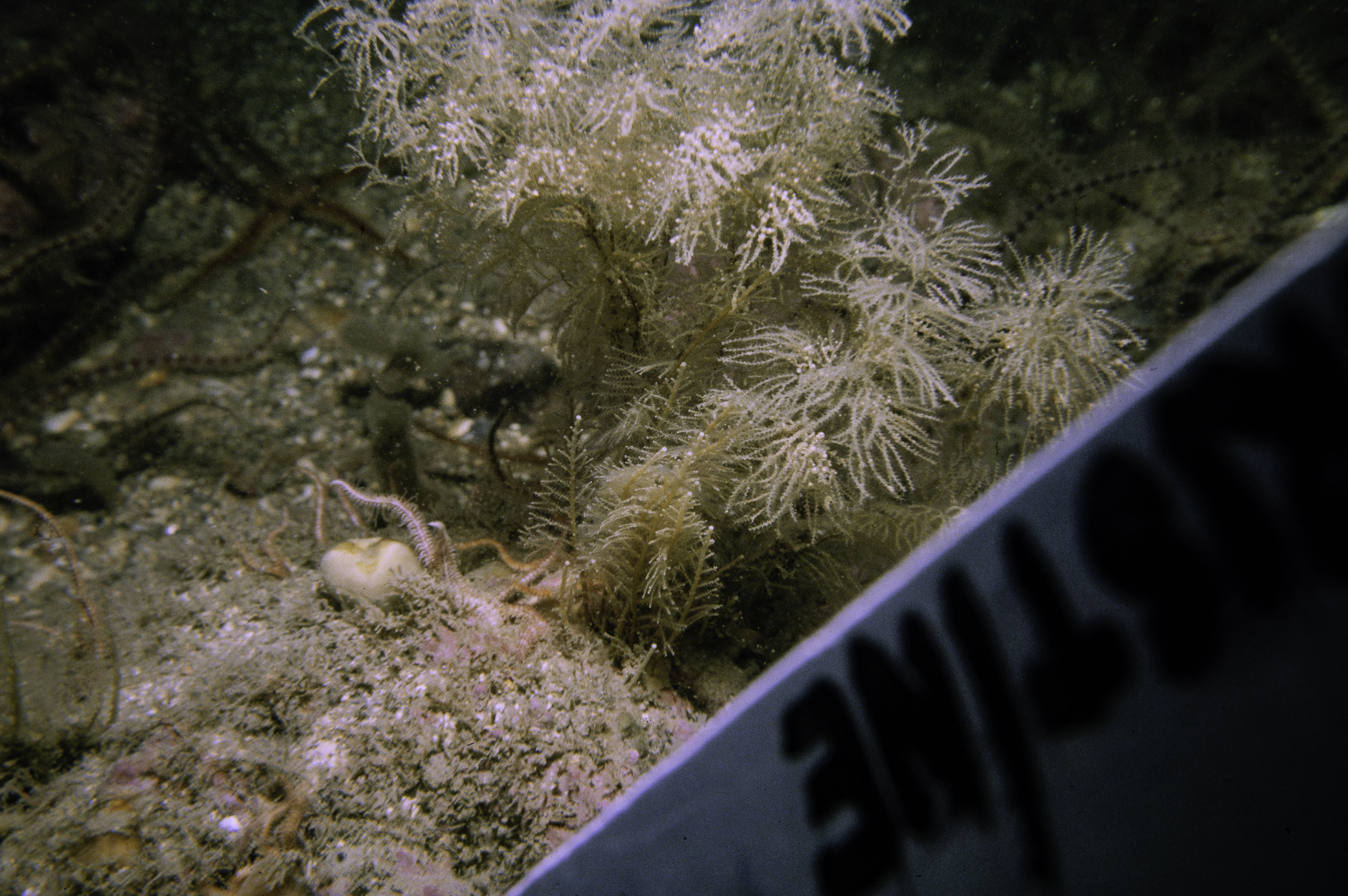 Suberites carnosus, Sertularia argentea, Ophiothrix fragilis, Ophiopholis aculeata. Site: Neil's Reef, Strangford Lough. 