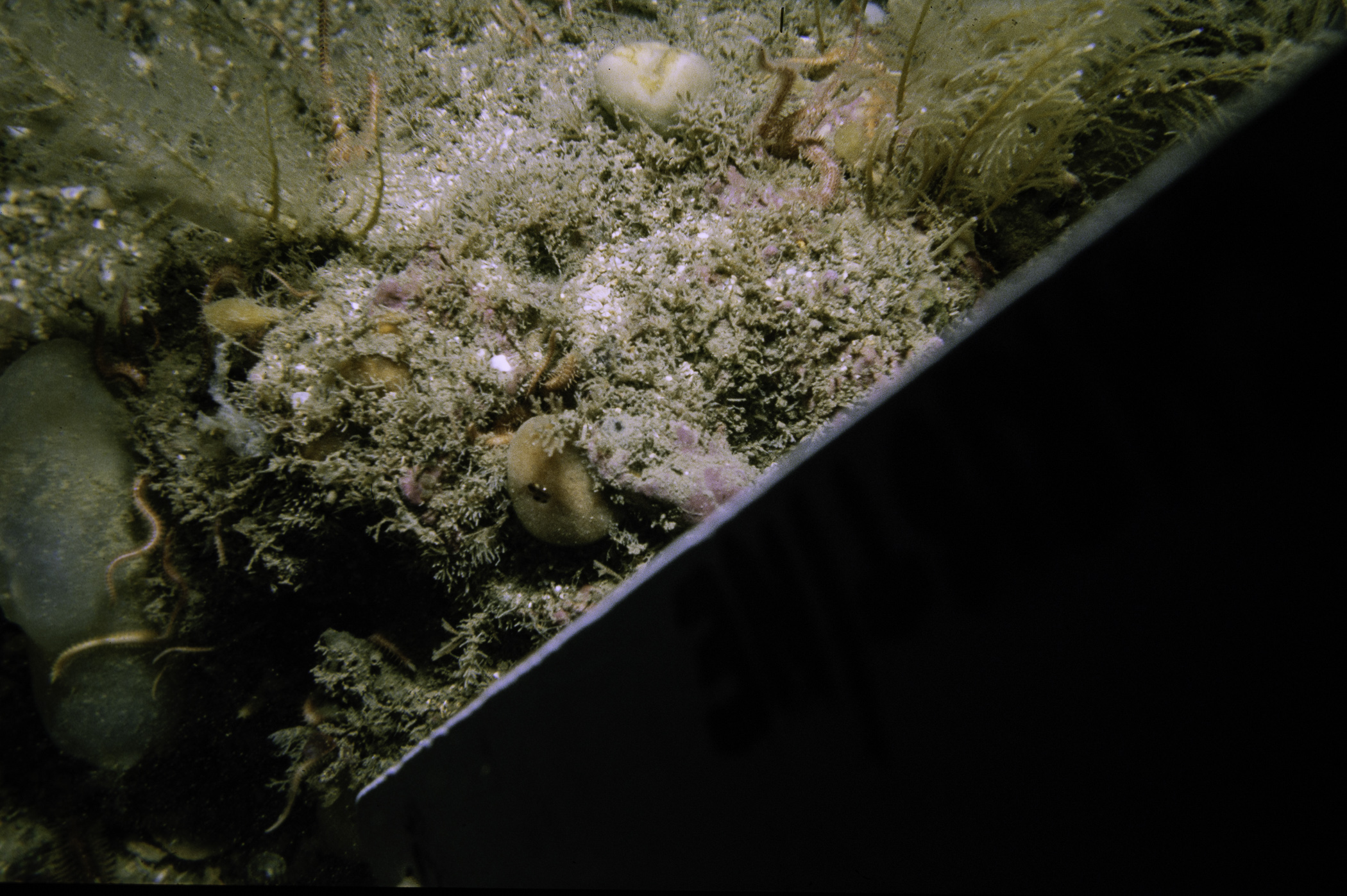 Suberites carnosus, Sertularia argentea, Ophiopholis aculeata. Site: Neil's Reef, Strangford Lough. 