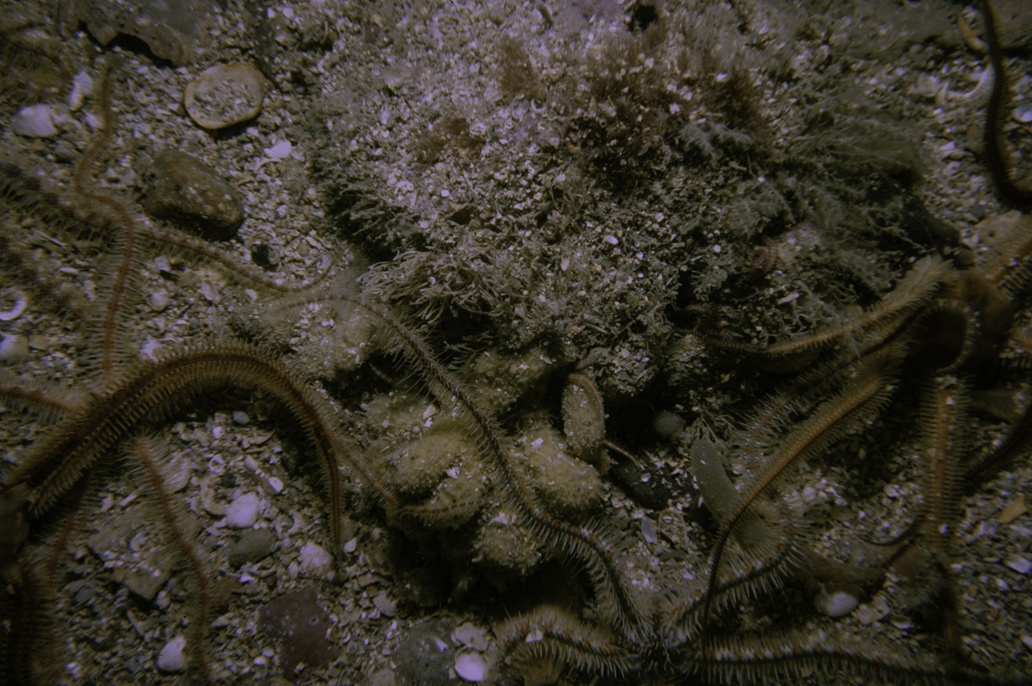 Ophiothrix fragilis, Ophiocomina nigra. Site: Neil's Reef, Strangford Lough. 