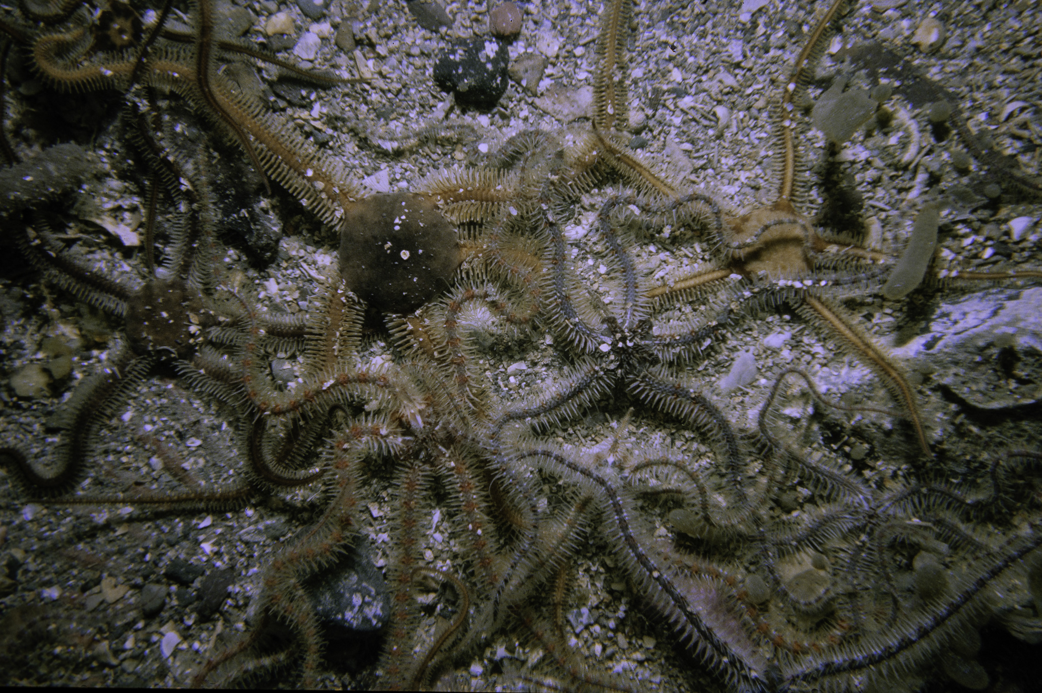 Alcyonidium diaphanum, Ophiothrix fragilis, Ophiocomina nigra. Site: Neil's Reef, Strangford Lough. 