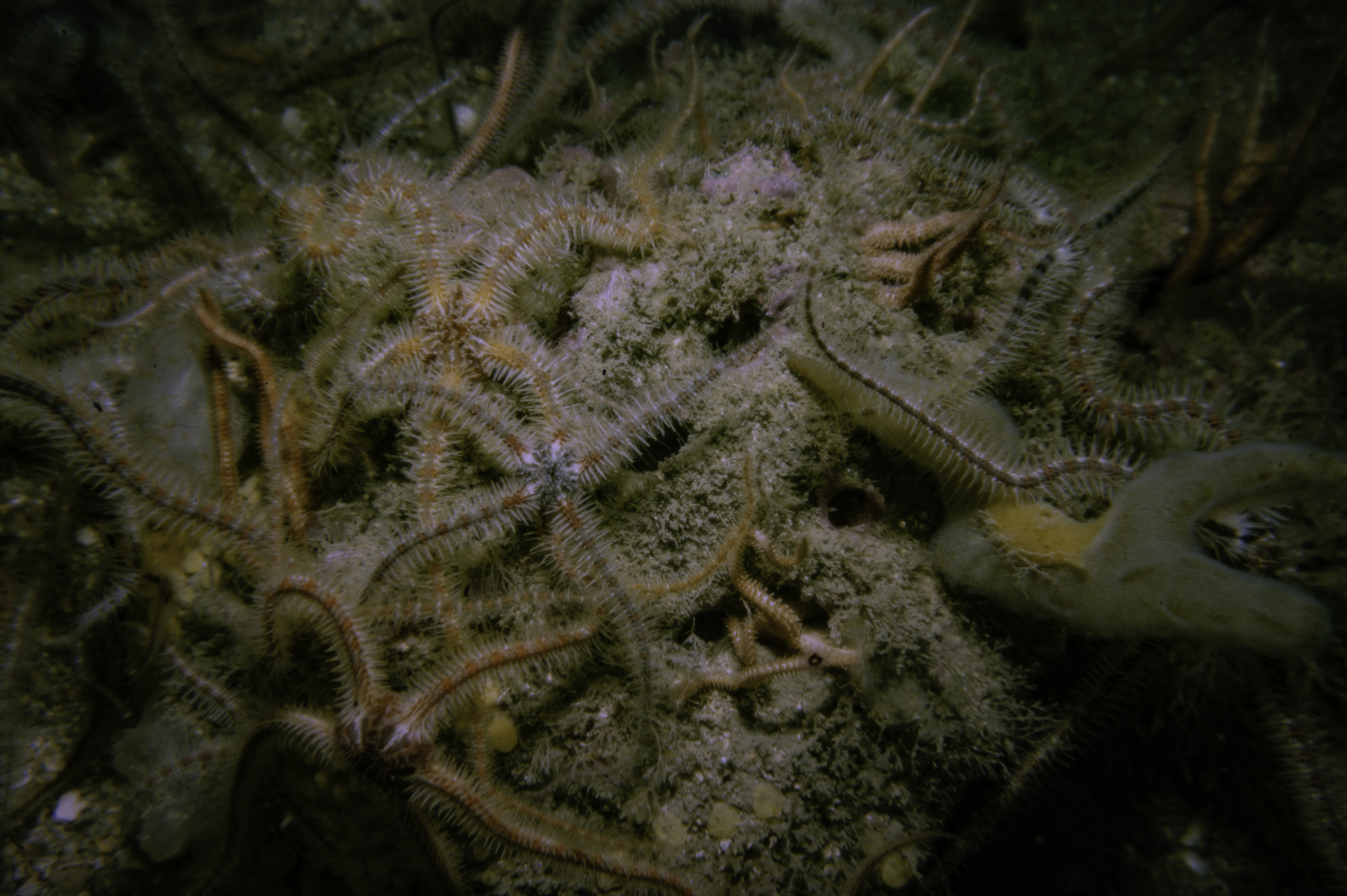 Alcyonidium diaphanum, Ophiothrix fragilis. Site: Neil's Reef, Strangford Lough. 
