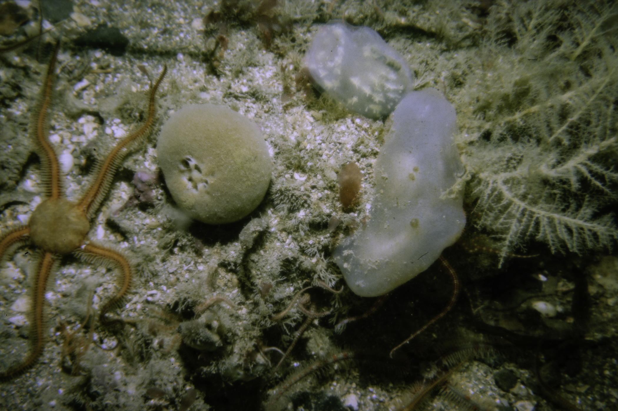 Suberites carnosus, Ophiothrix fragilis, Ophiocomina nigra, Corella parallelogramma, Halecium sp.. Site: Neil's Reef, Strangford Lough. 