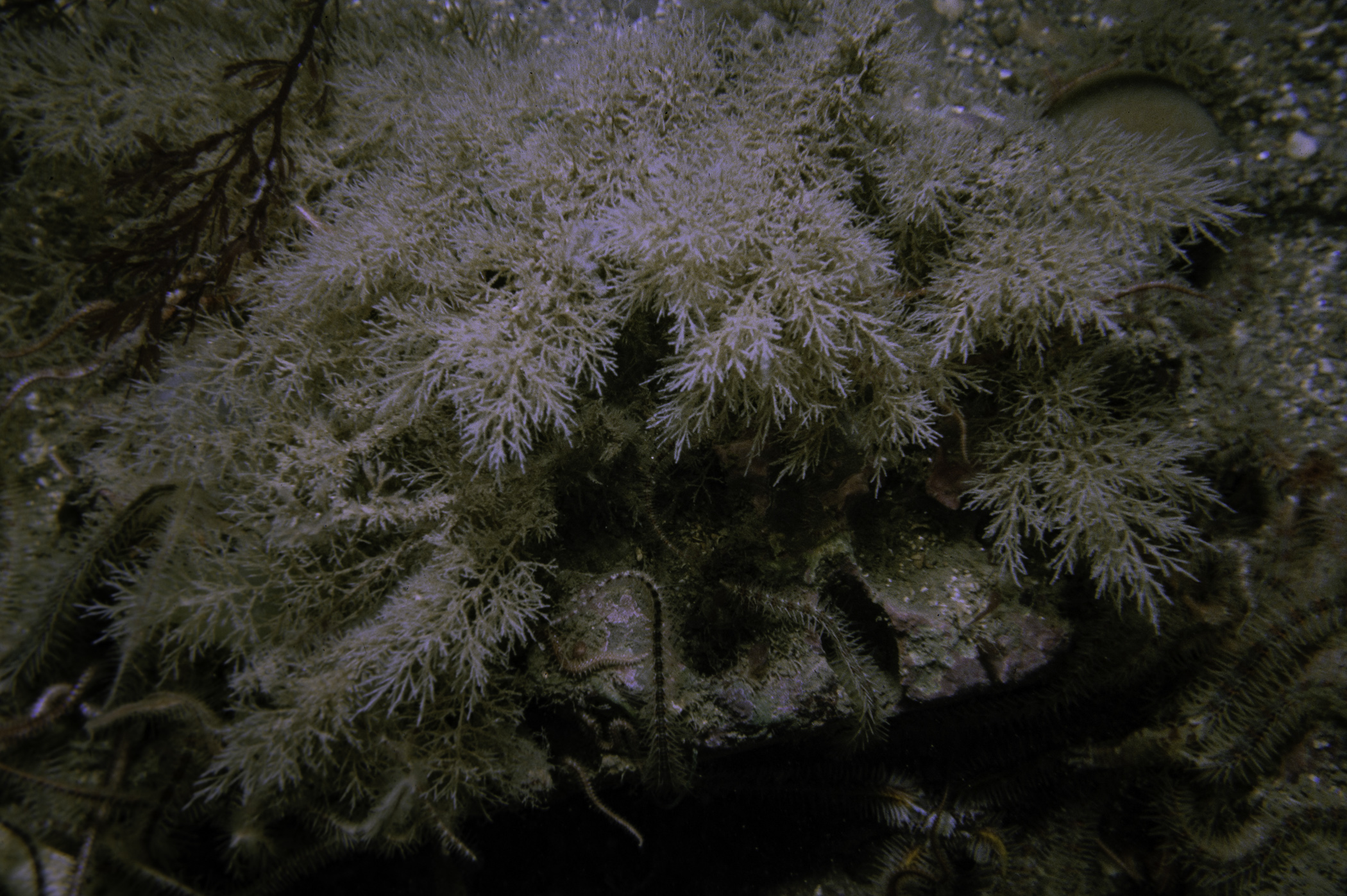 Eucratea loricata, Ophiothrix fragilis. Site: Neil's Reef, Strangford Lough. 