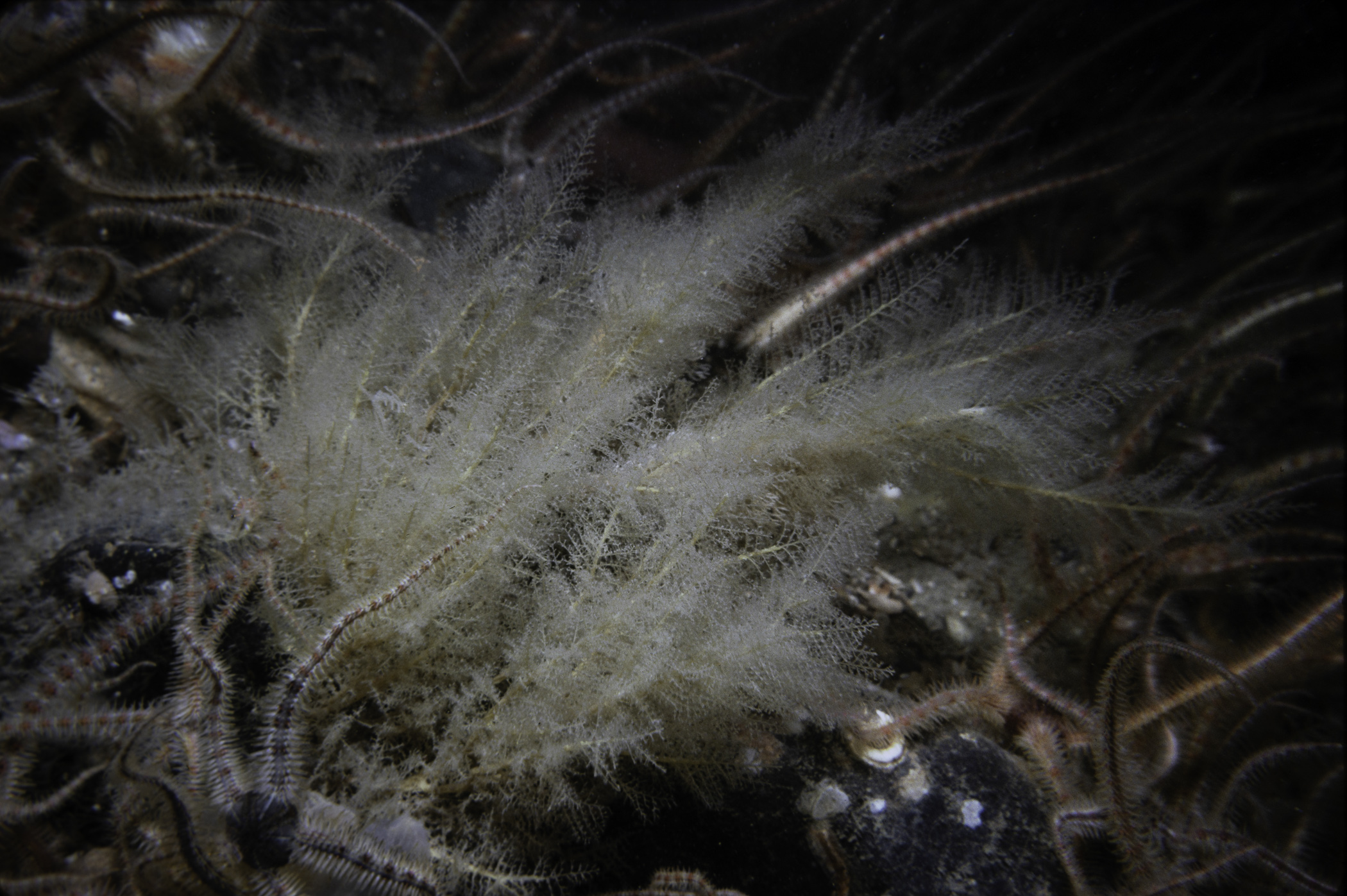 Halecium muricatum, Ophiothrix fragilis. Site: Dunnyneill Island, Strangford Lough. 
