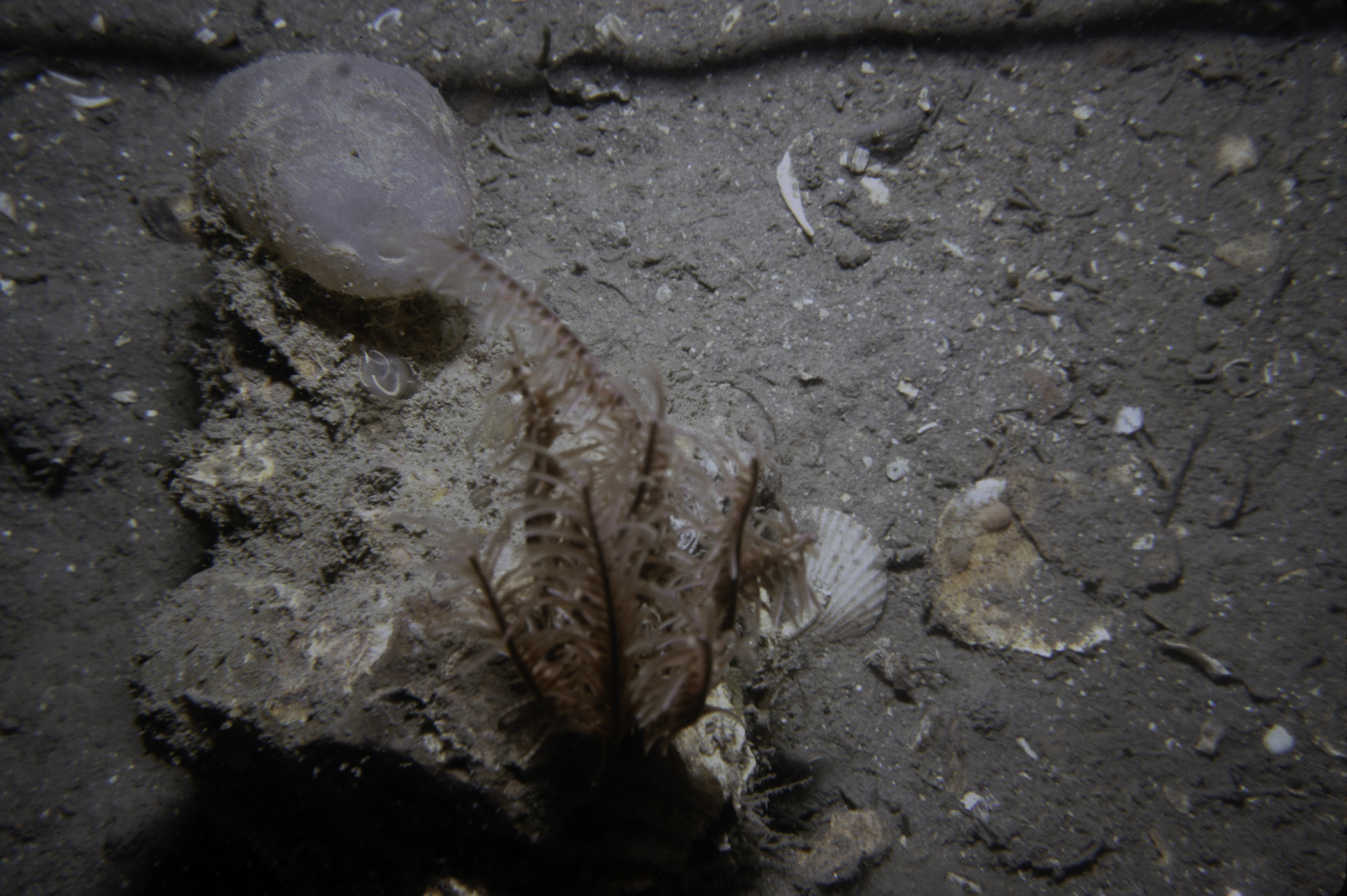 Antedon bifida, Clavelina lepadiformis. Site: NW Limestone Rock, Strangford Lough. 