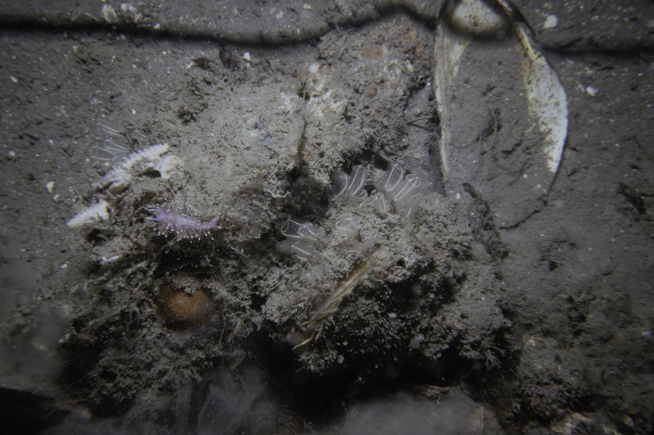 Edmundsella pedata, Modiolus modiolus, Cellepora pumicosa, Leptasterias muelleri, Clavelina lepadiformis. Site: NW Limestone Rock, Strangford Lough. 