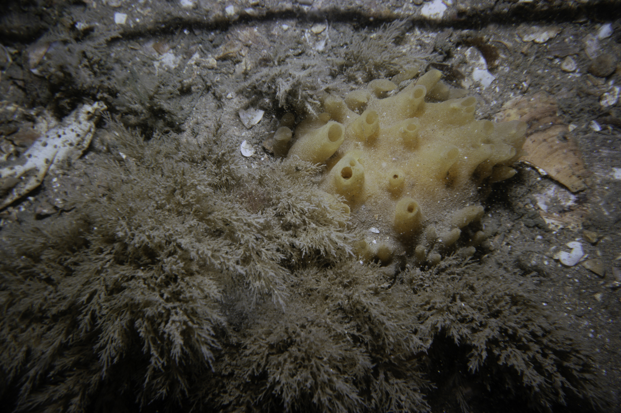 Polymastia boletiformis, Eucratea loricata. Site: E of North Rocks, Cloghy. 