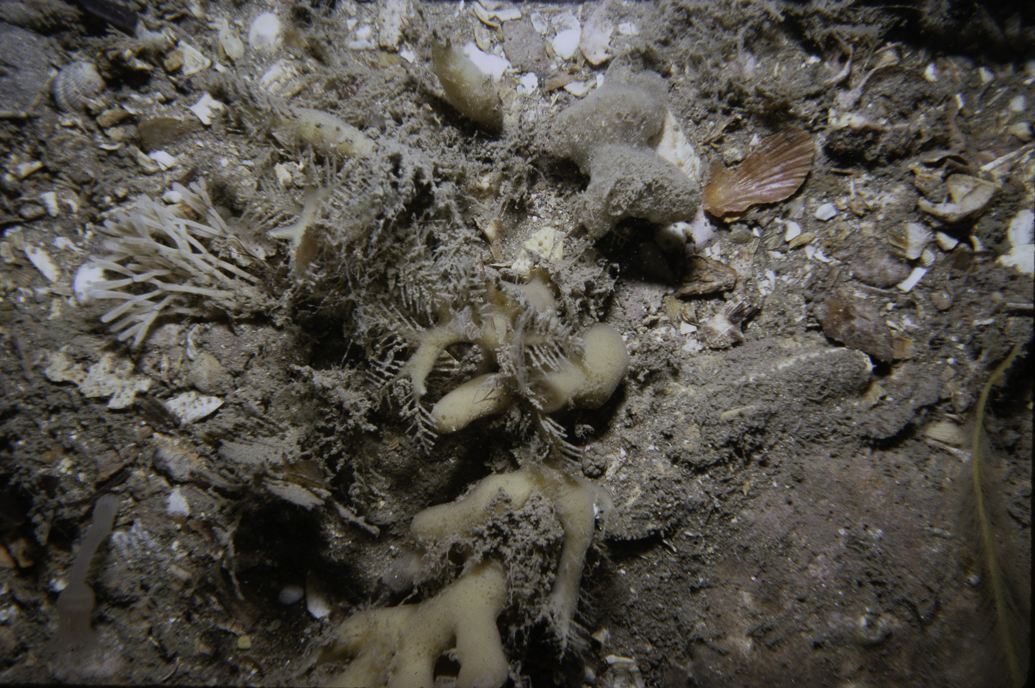 Amphilectus ovulum, Hydrallmania falcata, Cellaria sinuosa. Site: E of North Rocks, Cloghy. 