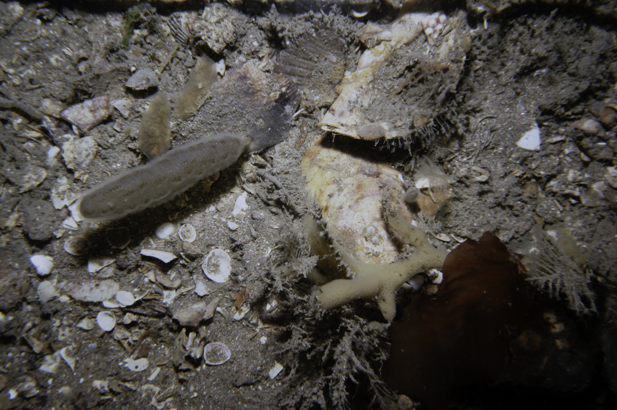 Amphilectus ovulum, Hydrallmania falcata, Alcyonidium diaphanum. Site: E of North Rocks, Cloghy. 