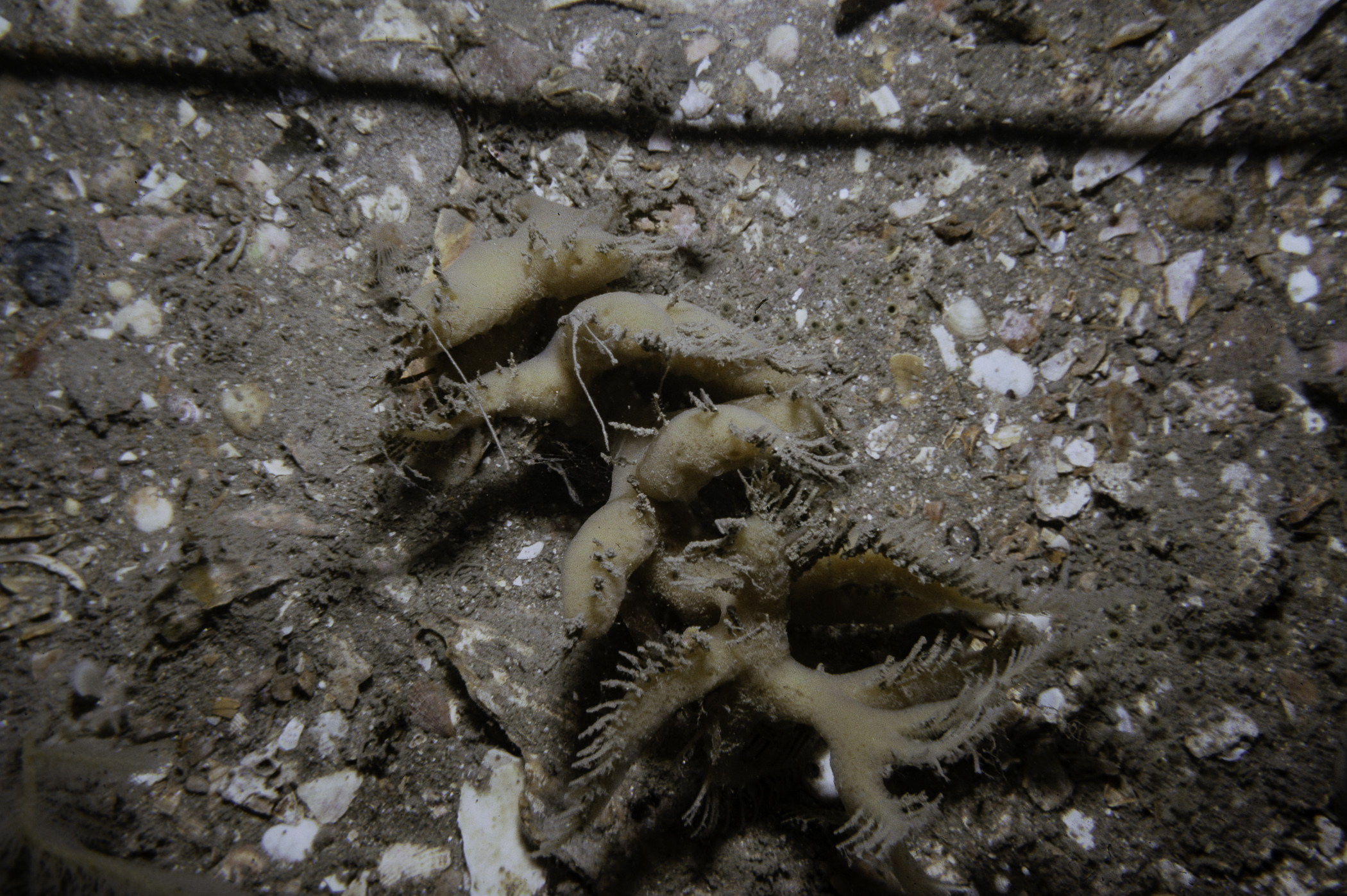 Amphilectus ovulum, Hydrallmania falcata. Site: E of North Rocks, Cloghy. 